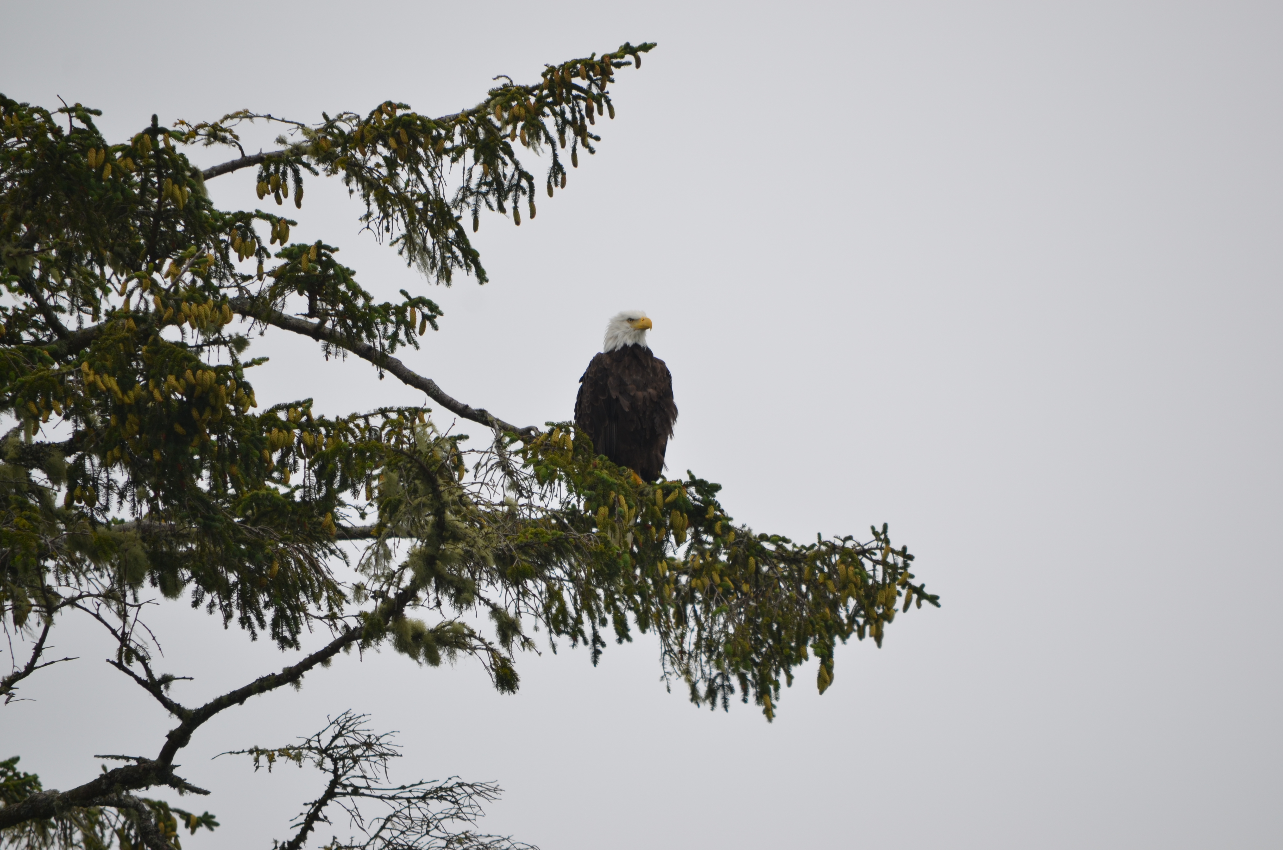 photos/wildlife/Bird_Species/032-Hawks-Eagles-Harriers-Falcons/0635-Bald_Eagle/DSC_0310.JPG