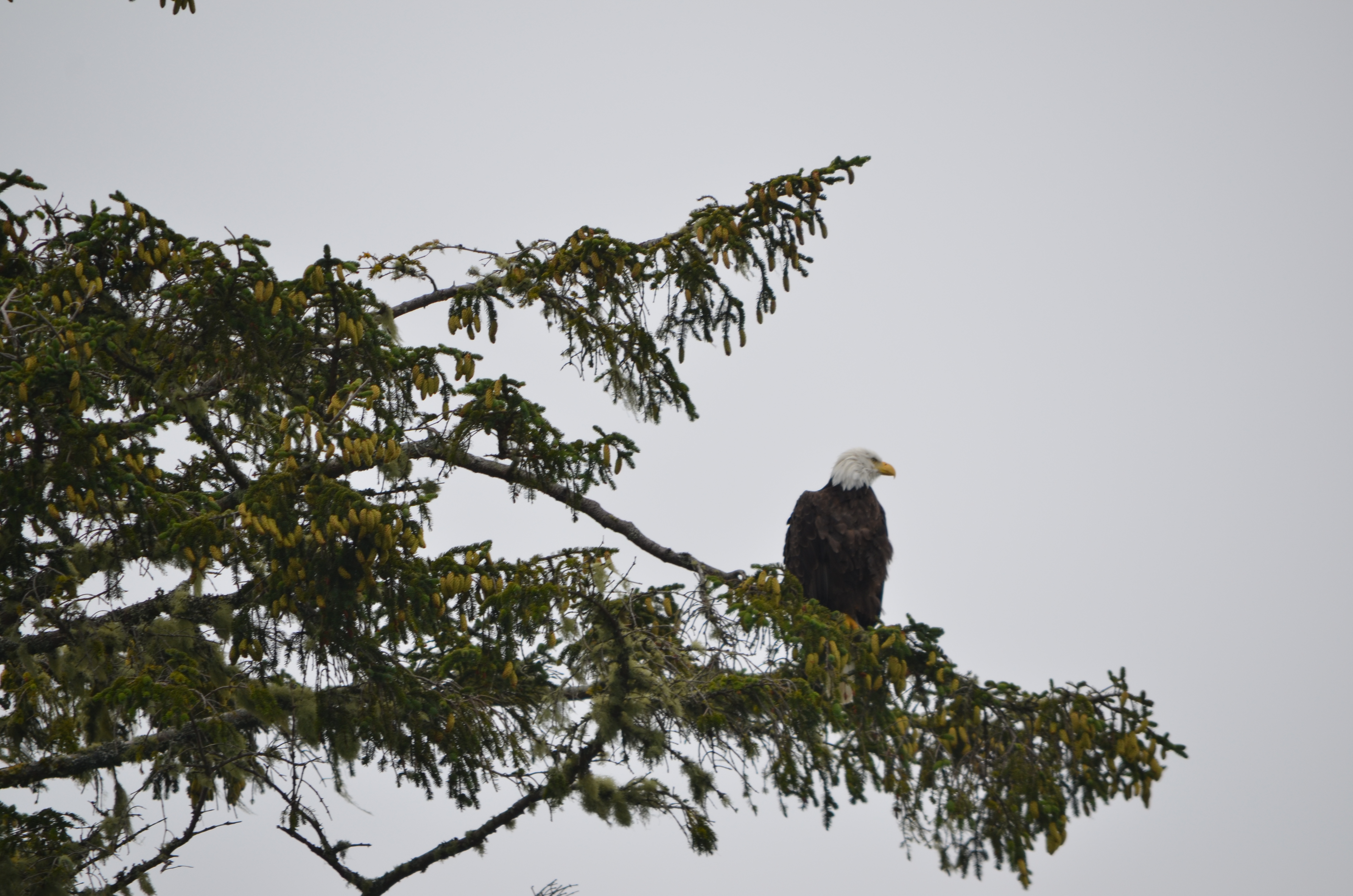 photos/wildlife/Bird_Species/032-Hawks-Eagles-Harriers-Falcons/0635-Bald_Eagle/DSC_0311.JPG