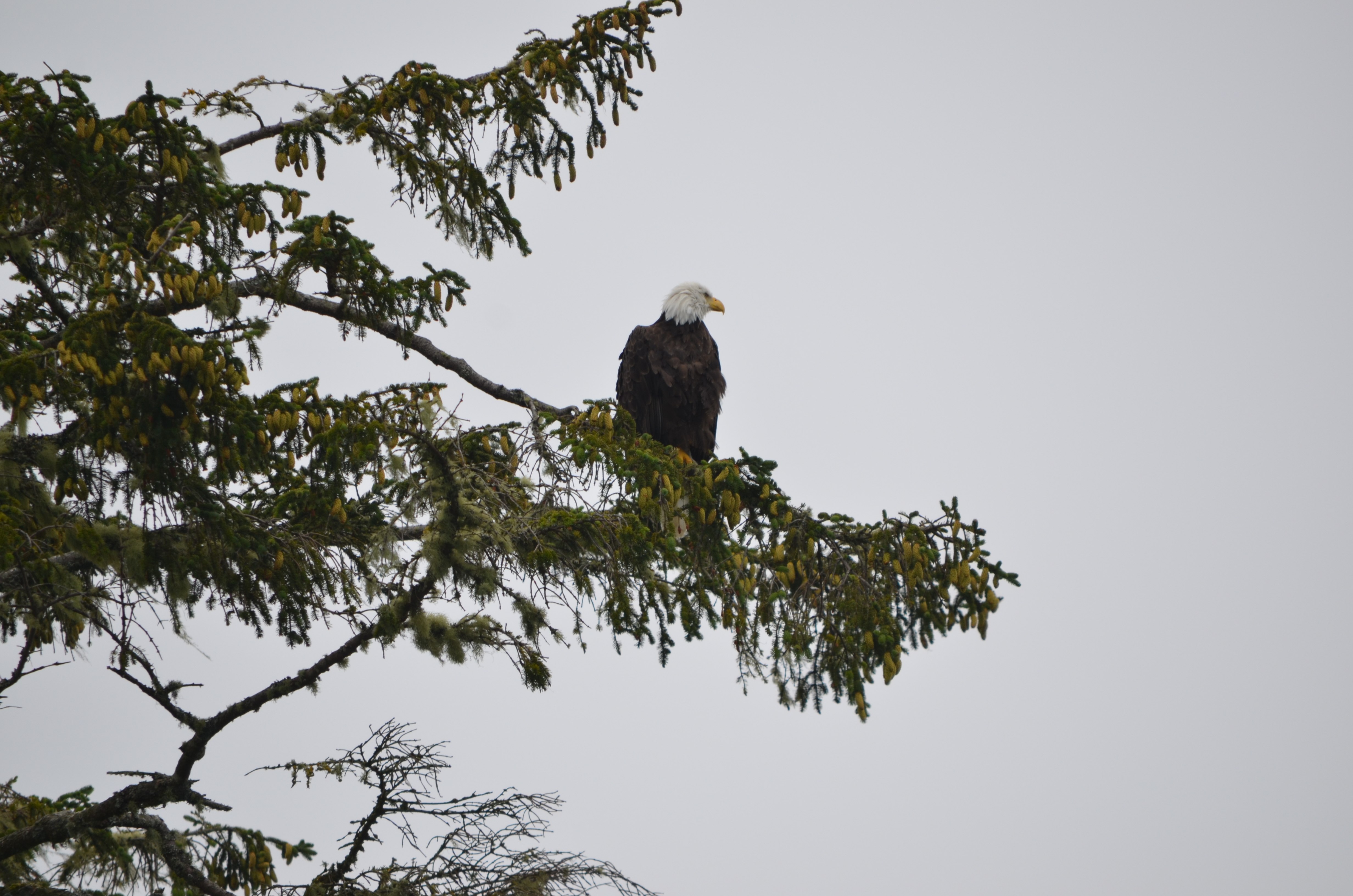 photos/wildlife/Bird_Species/032-Hawks-Eagles-Harriers-Falcons/0635-Bald_Eagle/DSC_0312.JPG