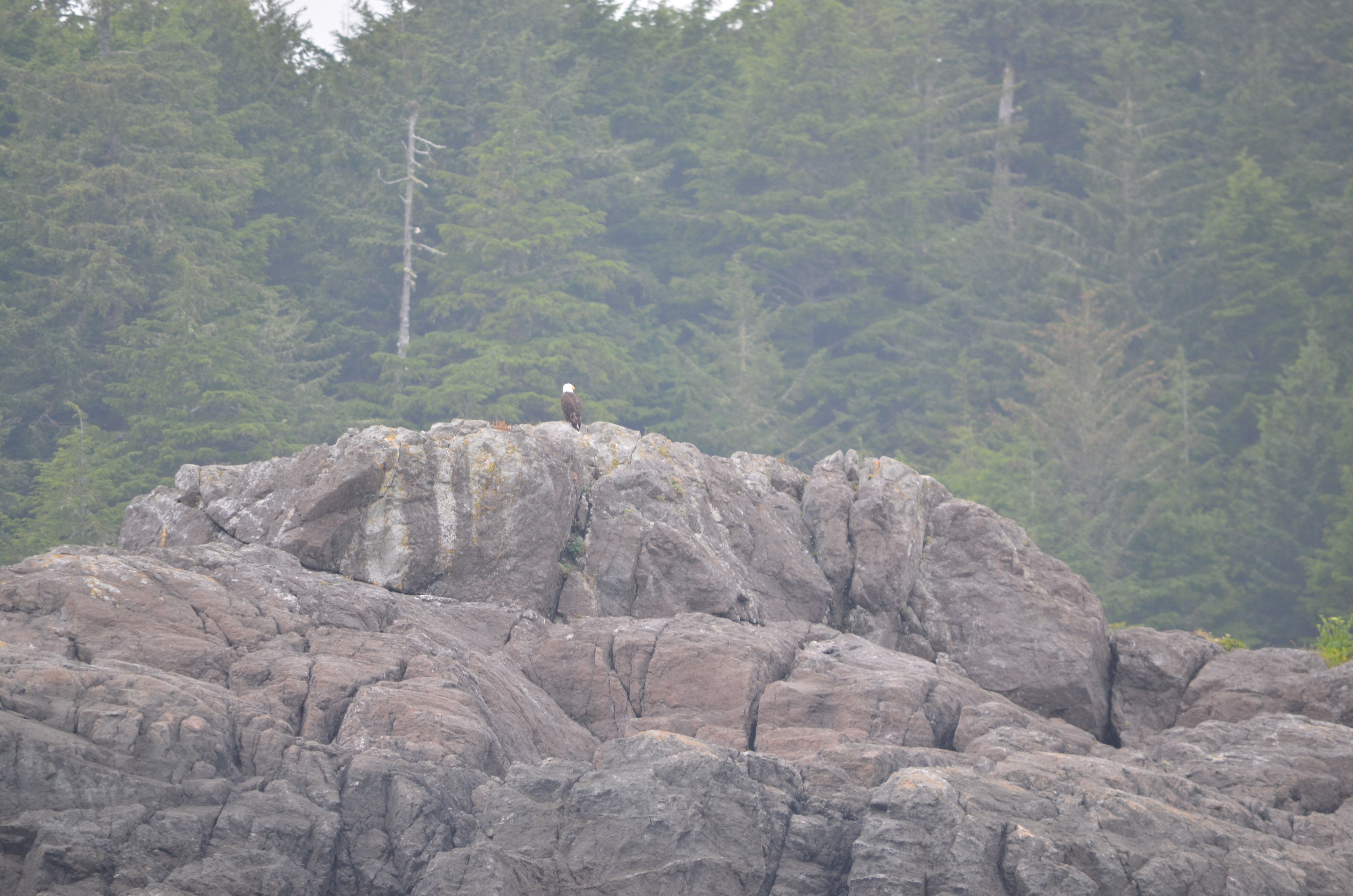 photos/wildlife/Bird_Species/032-Hawks-Eagles-Harriers-Falcons/0635-Bald_Eagle/DSC_0330.JPG