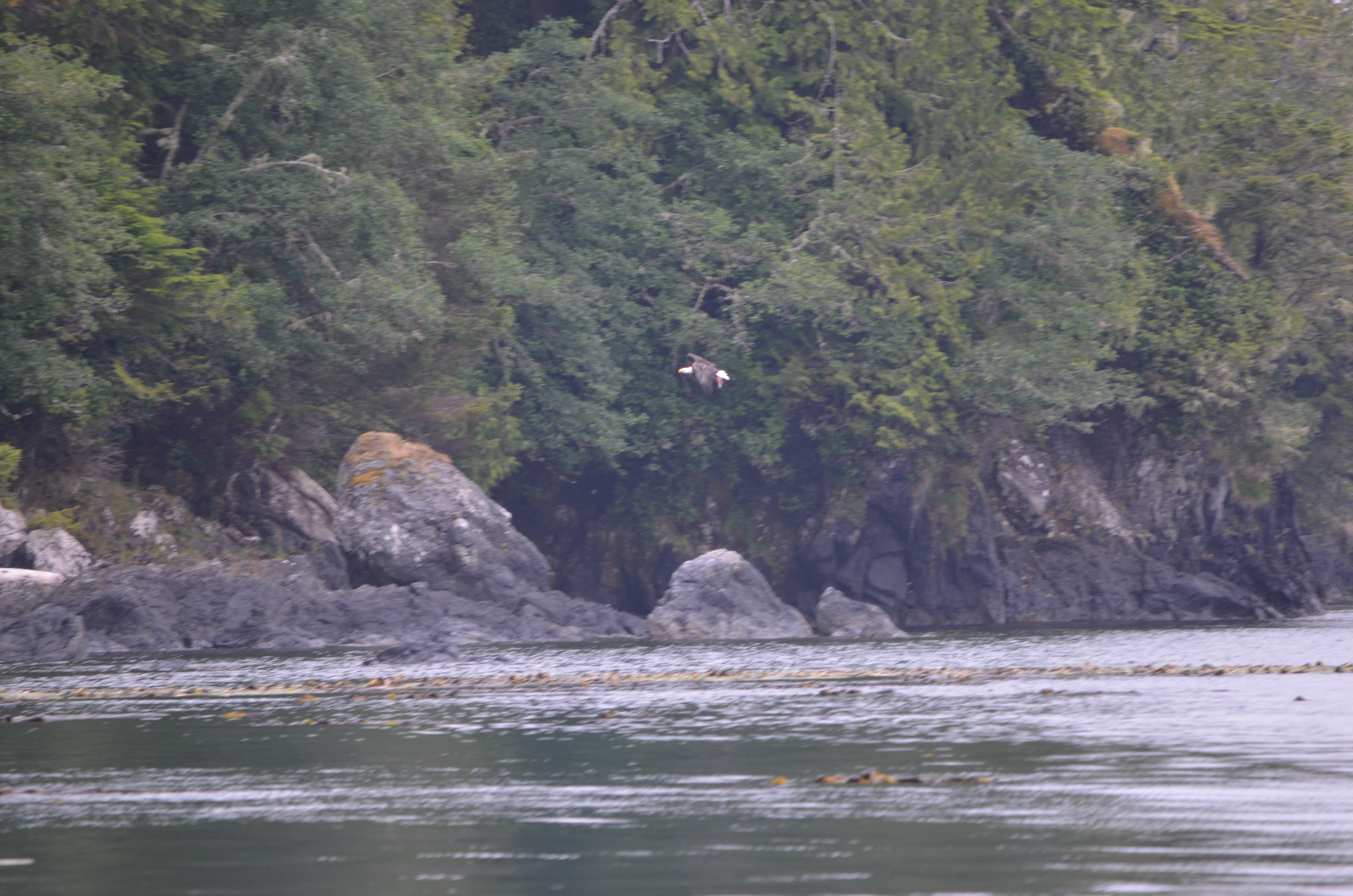 photos/wildlife/Bird_Species/032-Hawks-Eagles-Harriers-Falcons/0635-Bald_Eagle/DSC_0385.JPG