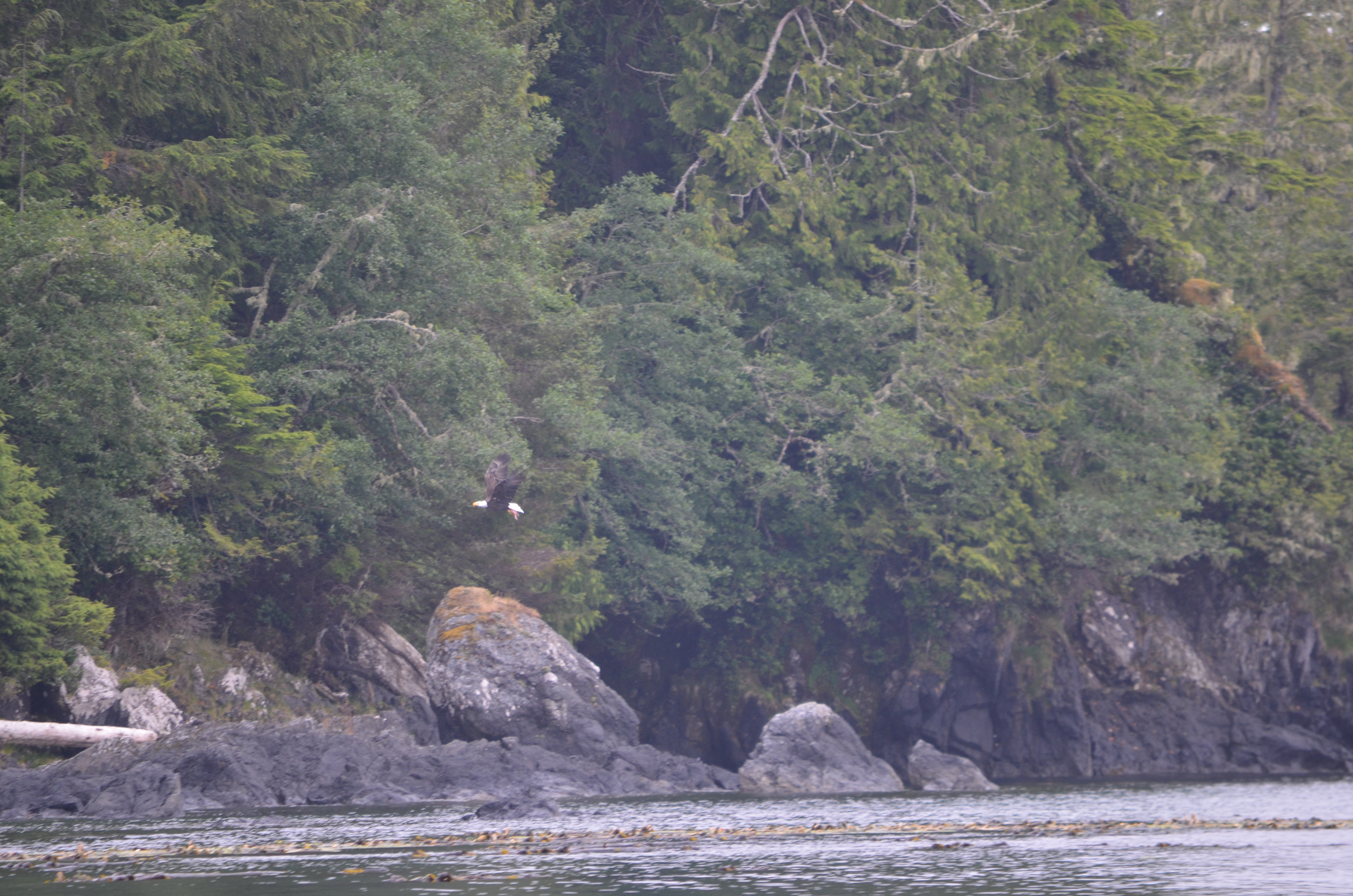 photos/wildlife/Bird_Species/032-Hawks-Eagles-Harriers-Falcons/0635-Bald_Eagle/DSC_0386.JPG