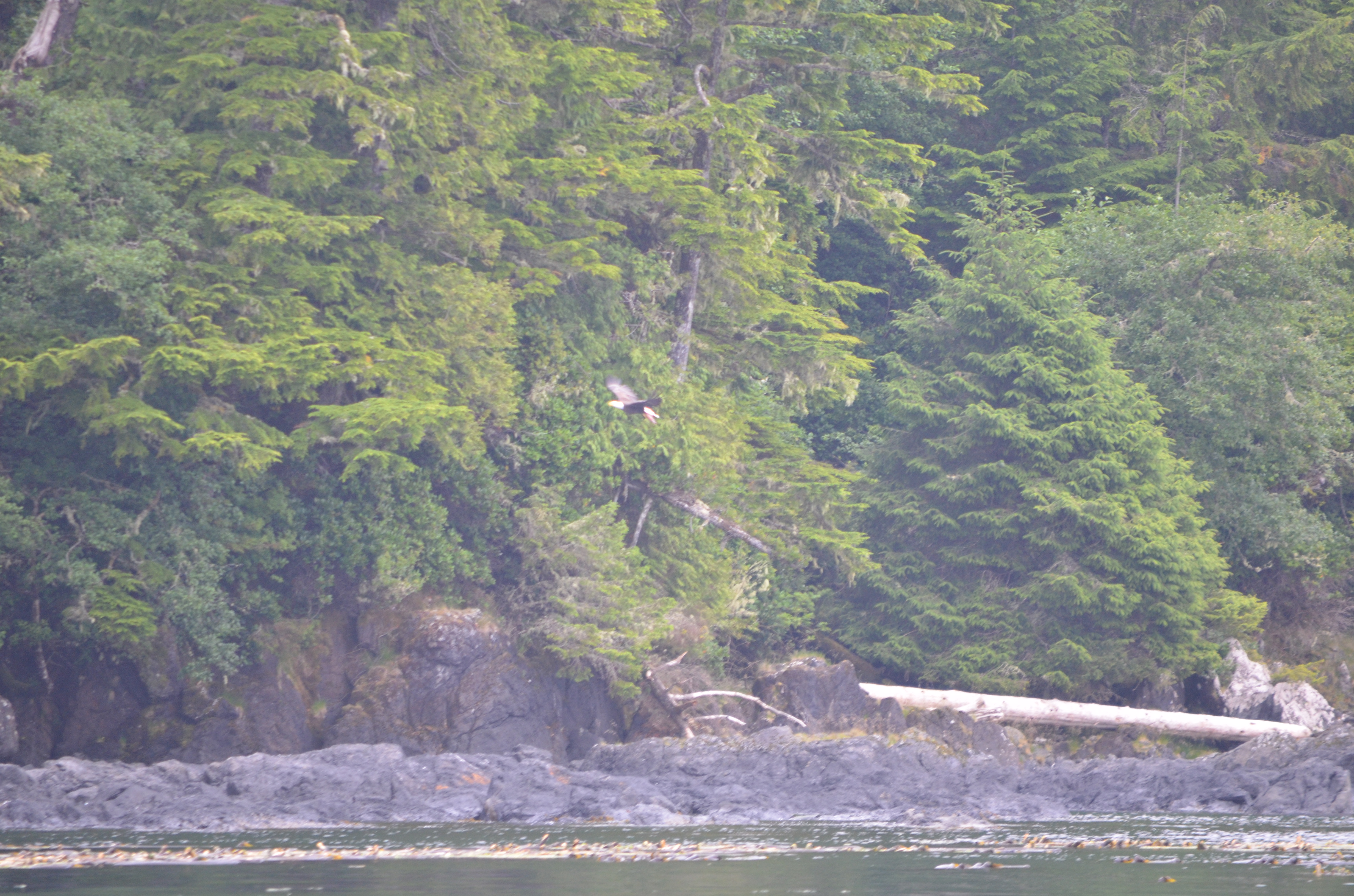 photos/wildlife/Bird_Species/032-Hawks-Eagles-Harriers-Falcons/0635-Bald_Eagle/DSC_0387.JPG