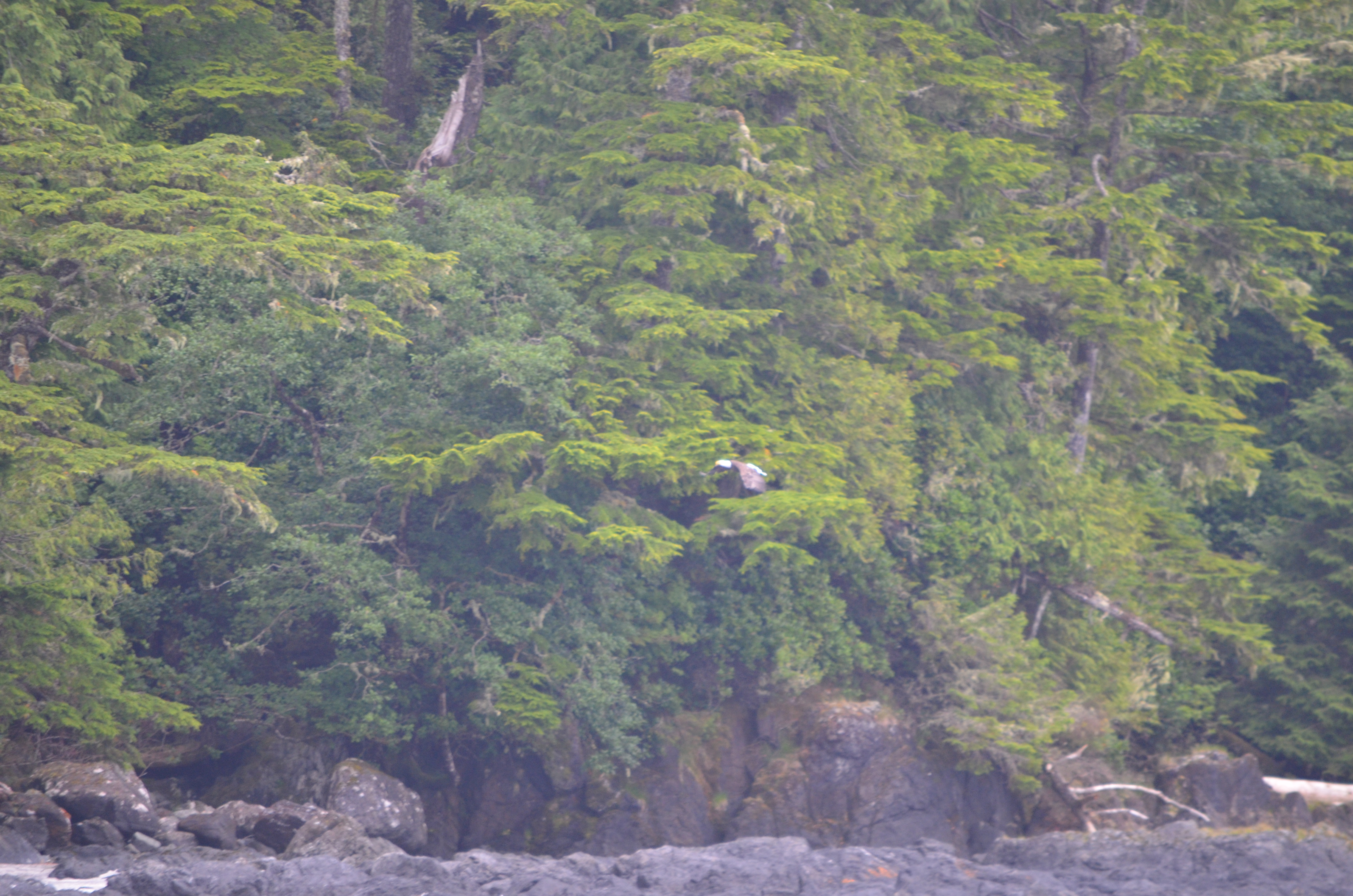photos/wildlife/Bird_Species/032-Hawks-Eagles-Harriers-Falcons/0635-Bald_Eagle/DSC_0388.JPG