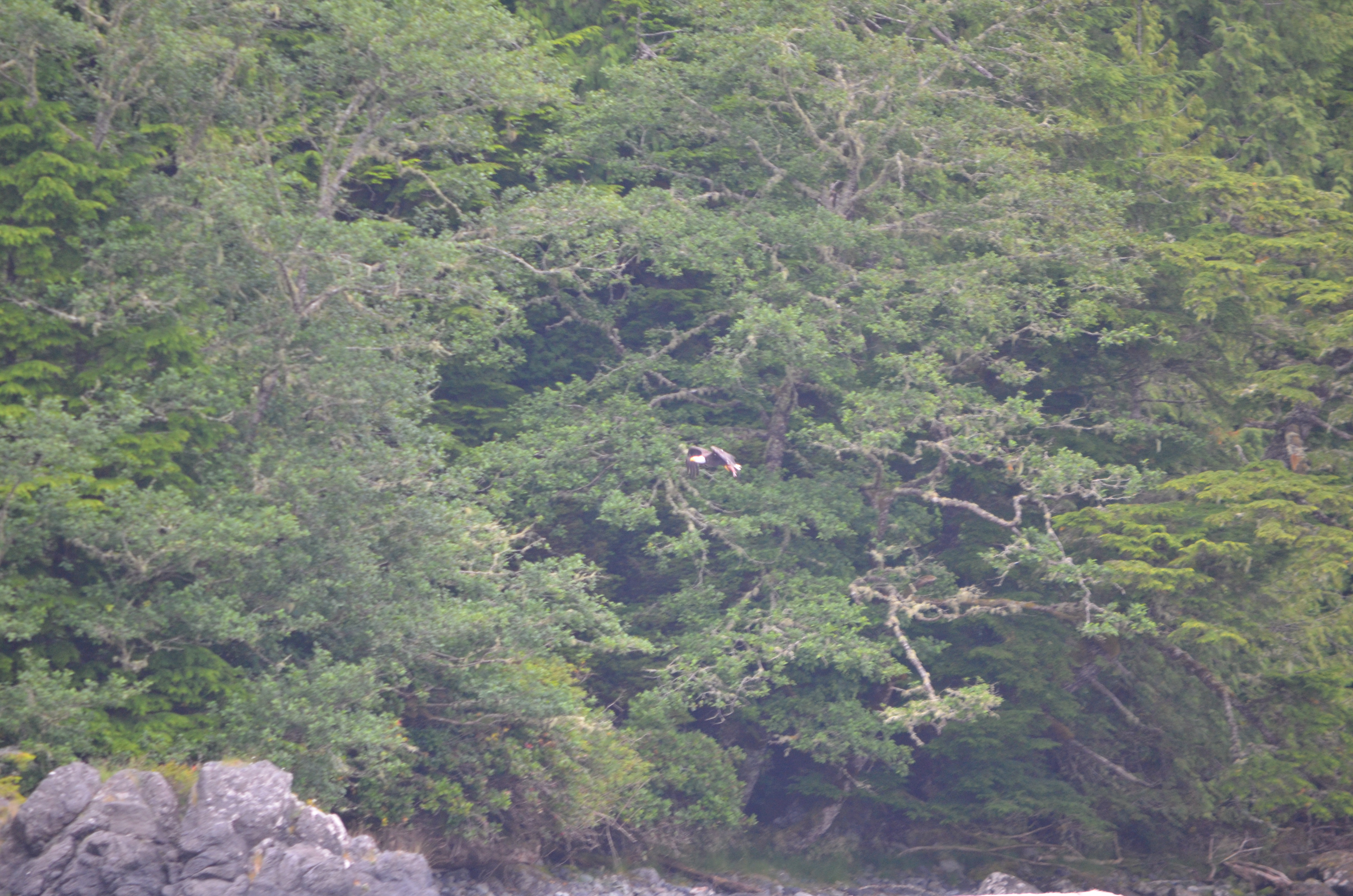 photos/wildlife/Bird_Species/032-Hawks-Eagles-Harriers-Falcons/0635-Bald_Eagle/DSC_0389.JPG