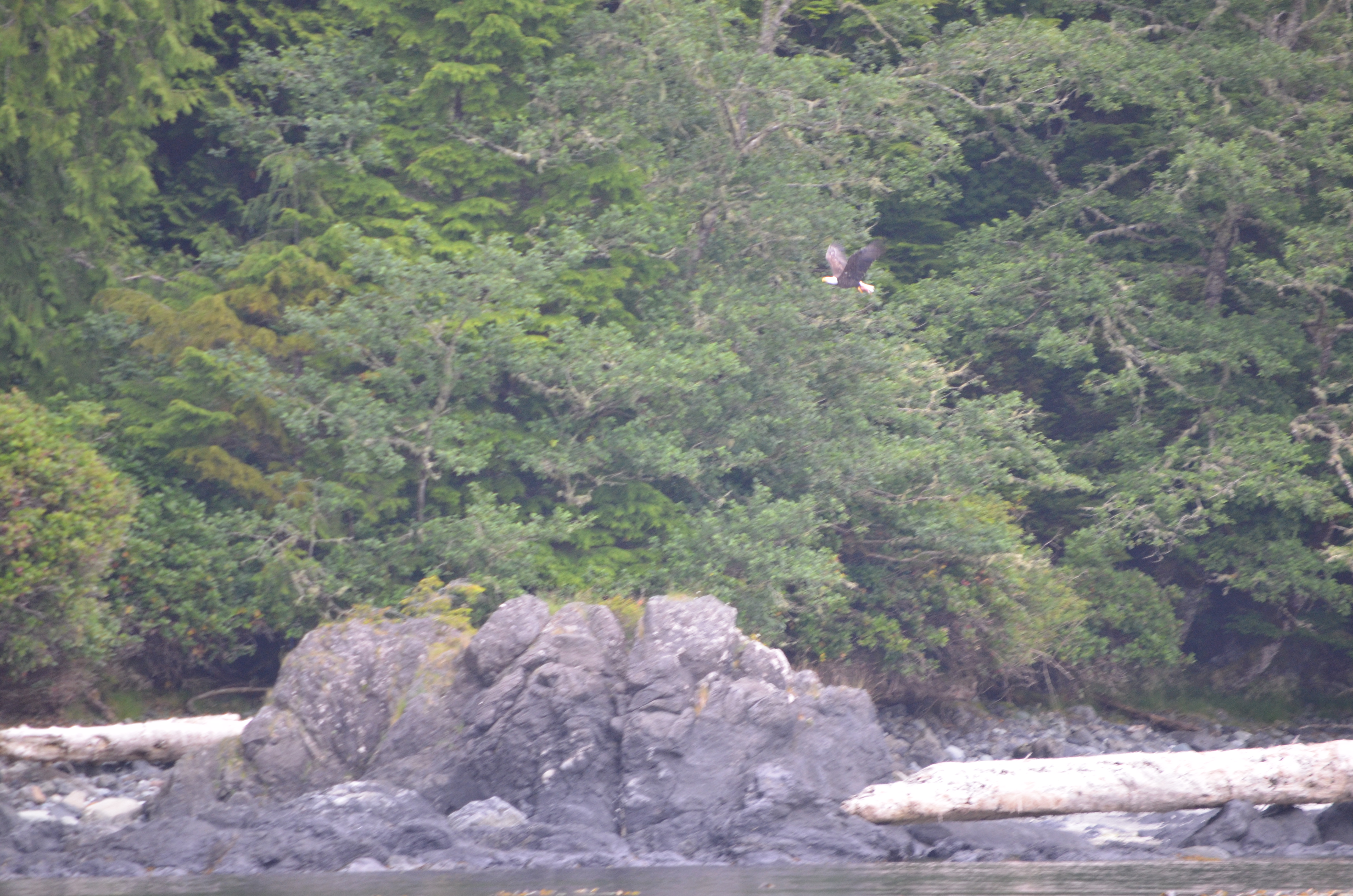 photos/wildlife/Bird_Species/032-Hawks-Eagles-Harriers-Falcons/0635-Bald_Eagle/DSC_0390.JPG