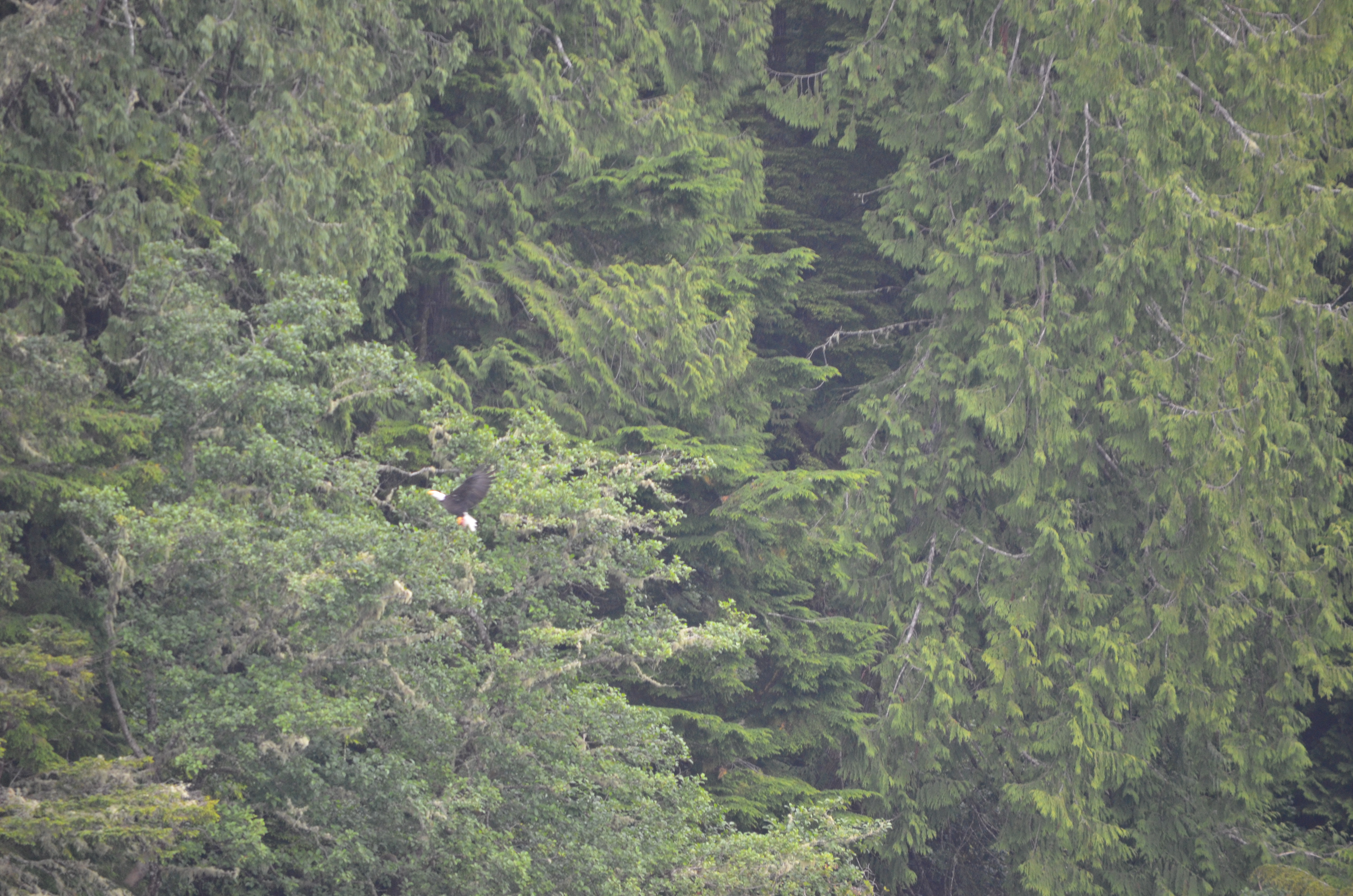 photos/wildlife/Bird_Species/032-Hawks-Eagles-Harriers-Falcons/0635-Bald_Eagle/DSC_0391.JPG