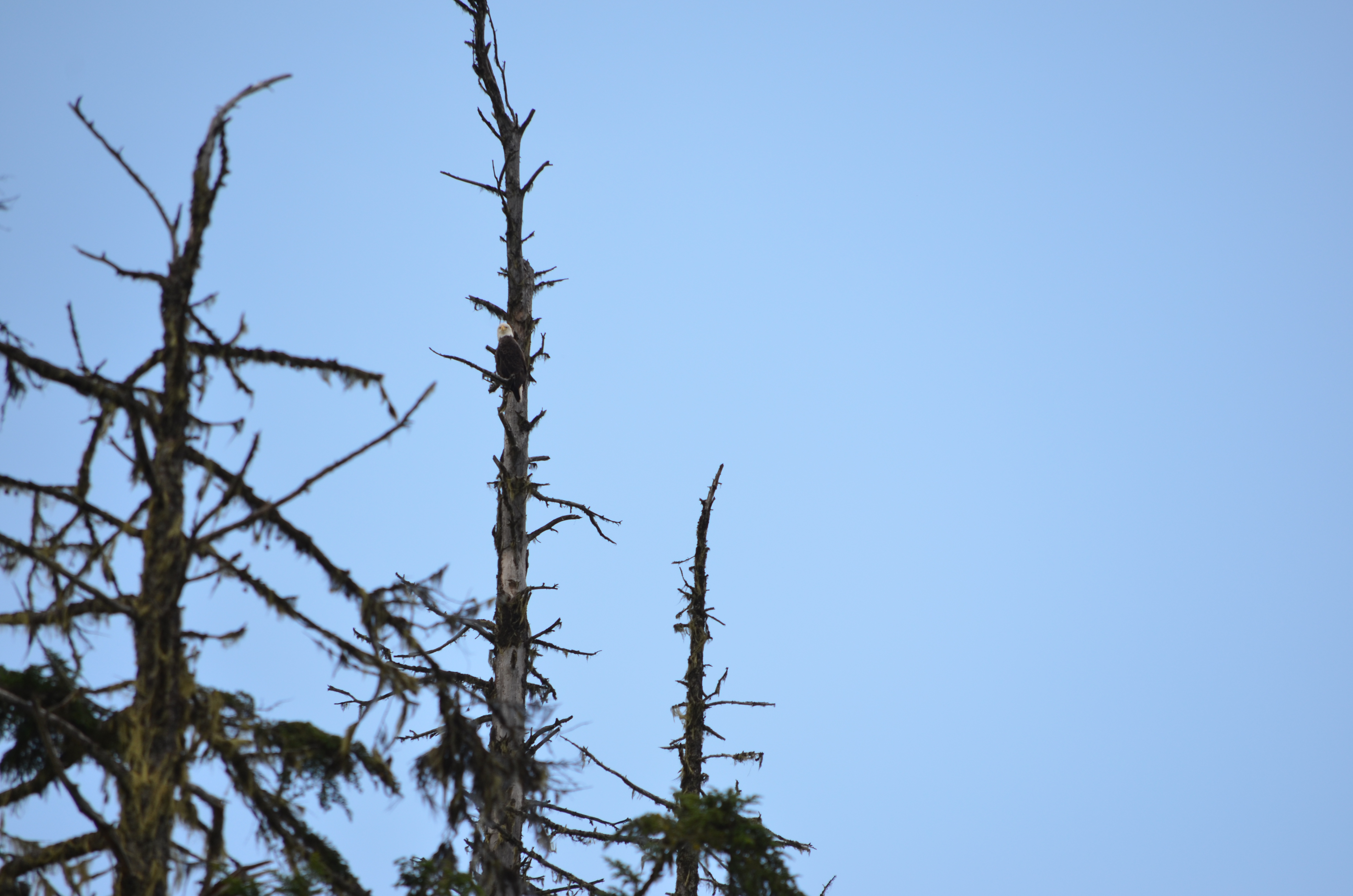 photos/wildlife/Bird_Species/032-Hawks-Eagles-Harriers-Falcons/0635-Bald_Eagle/DSC_0582.JPG