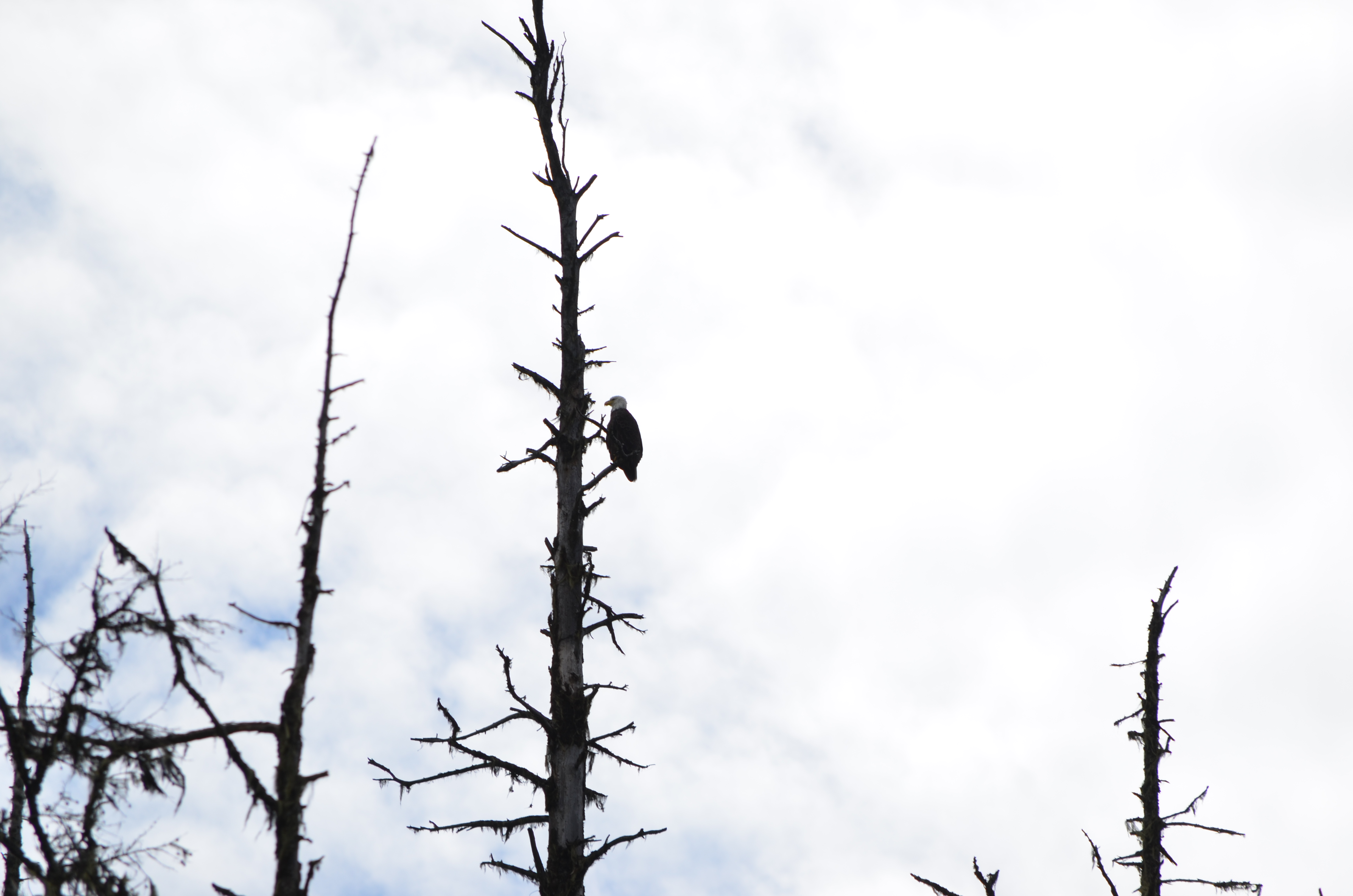 photos/wildlife/Bird_Species/032-Hawks-Eagles-Harriers-Falcons/0635-Bald_Eagle/DSC_0583.JPG