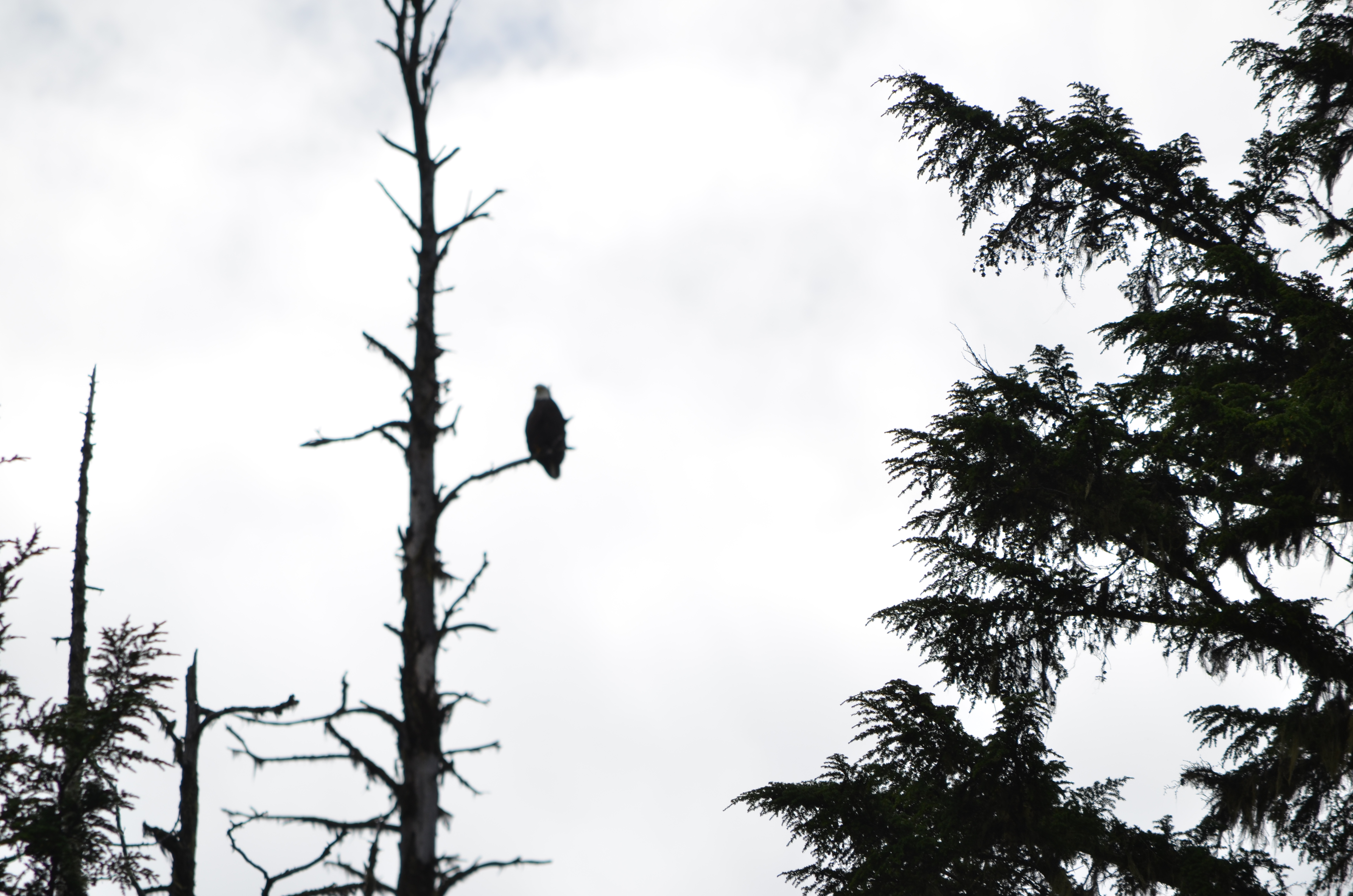 photos/wildlife/Bird_Species/032-Hawks-Eagles-Harriers-Falcons/0635-Bald_Eagle/DSC_0584.JPG