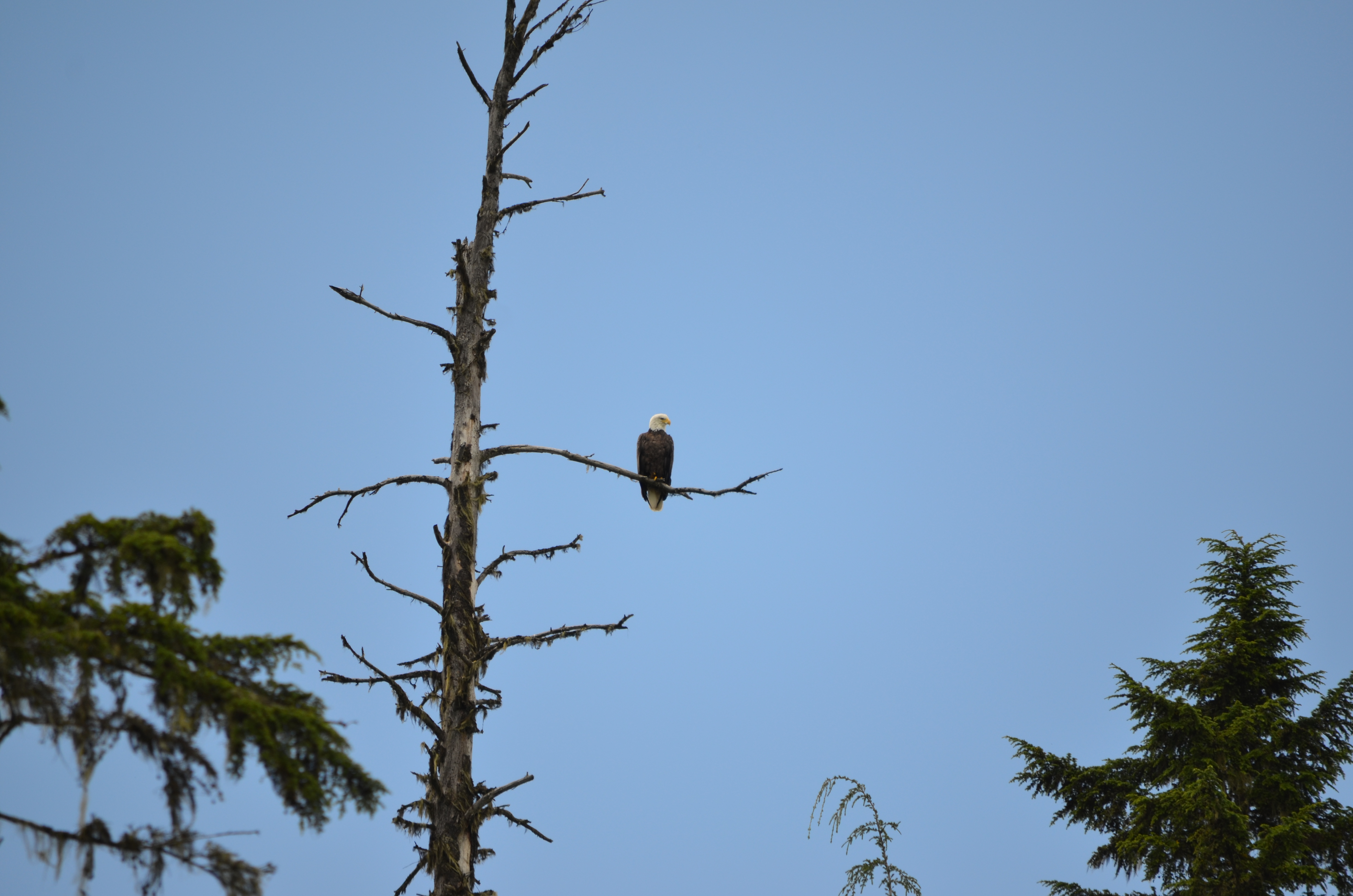 photos/wildlife/Bird_Species/032-Hawks-Eagles-Harriers-Falcons/0635-Bald_Eagle/DSC_0585.JPG