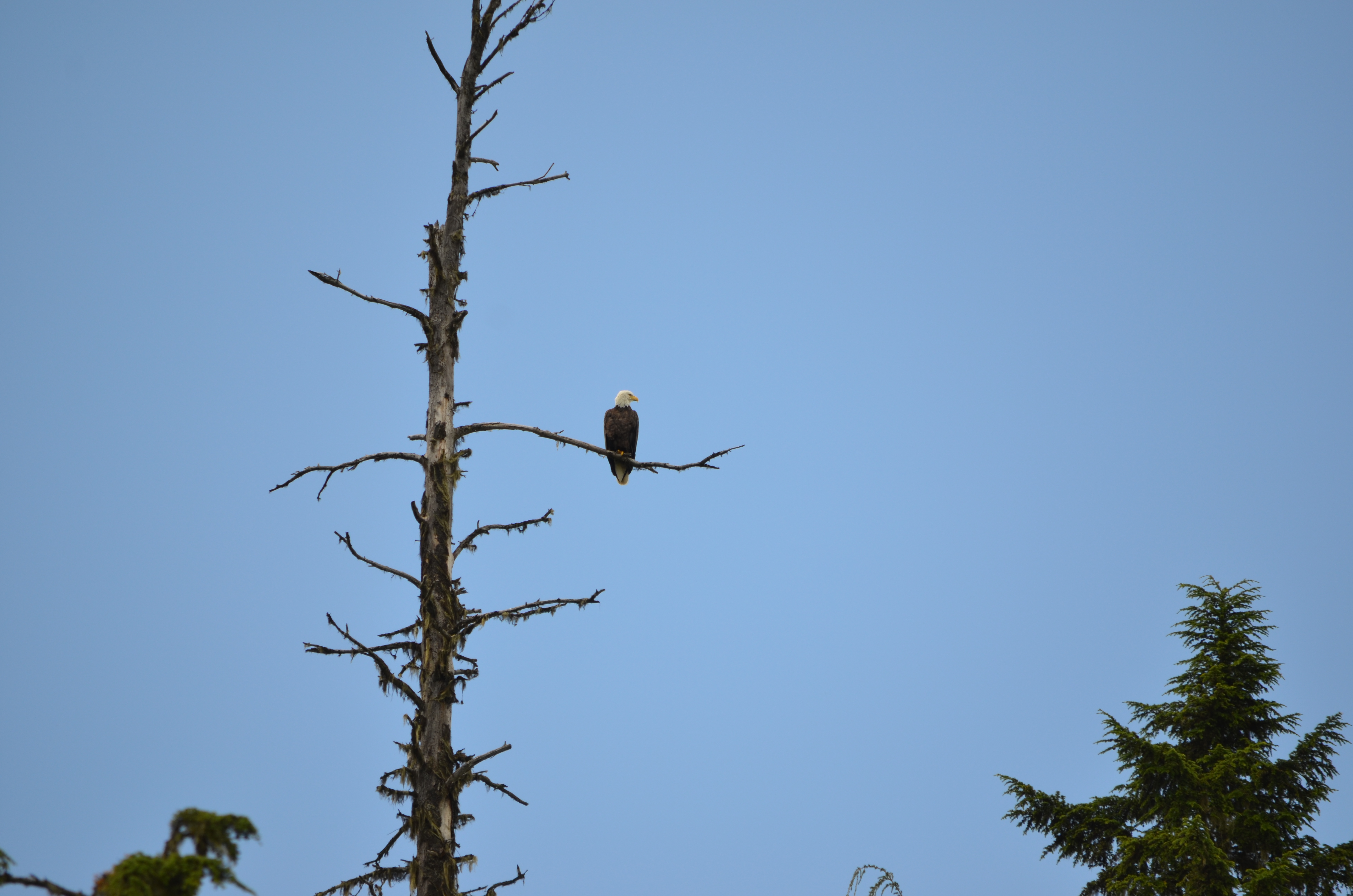 photos/wildlife/Bird_Species/032-Hawks-Eagles-Harriers-Falcons/0635-Bald_Eagle/DSC_0586.JPG