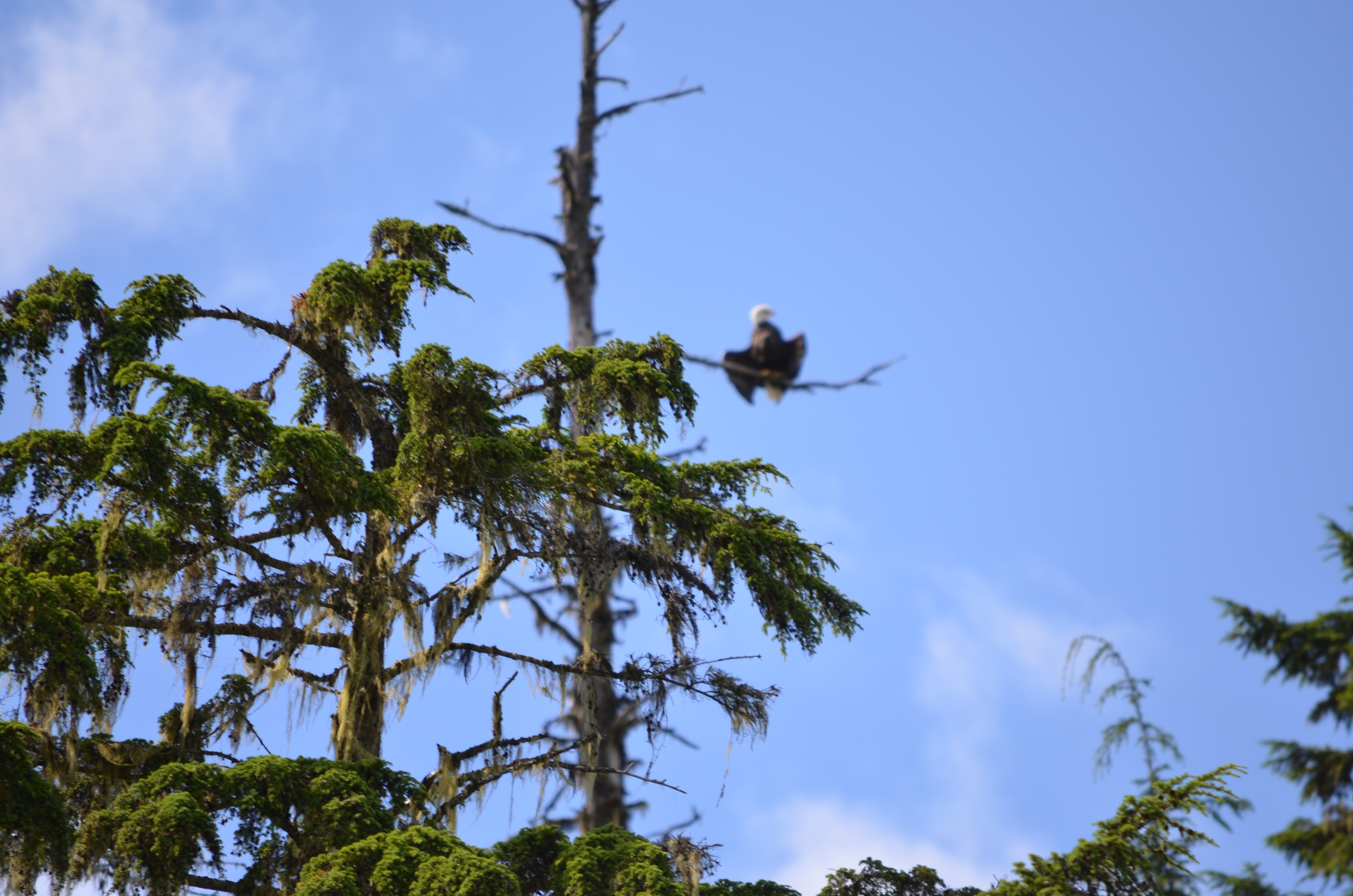 photos/wildlife/Bird_Species/032-Hawks-Eagles-Harriers-Falcons/0635-Bald_Eagle/DSC_0620.JPG