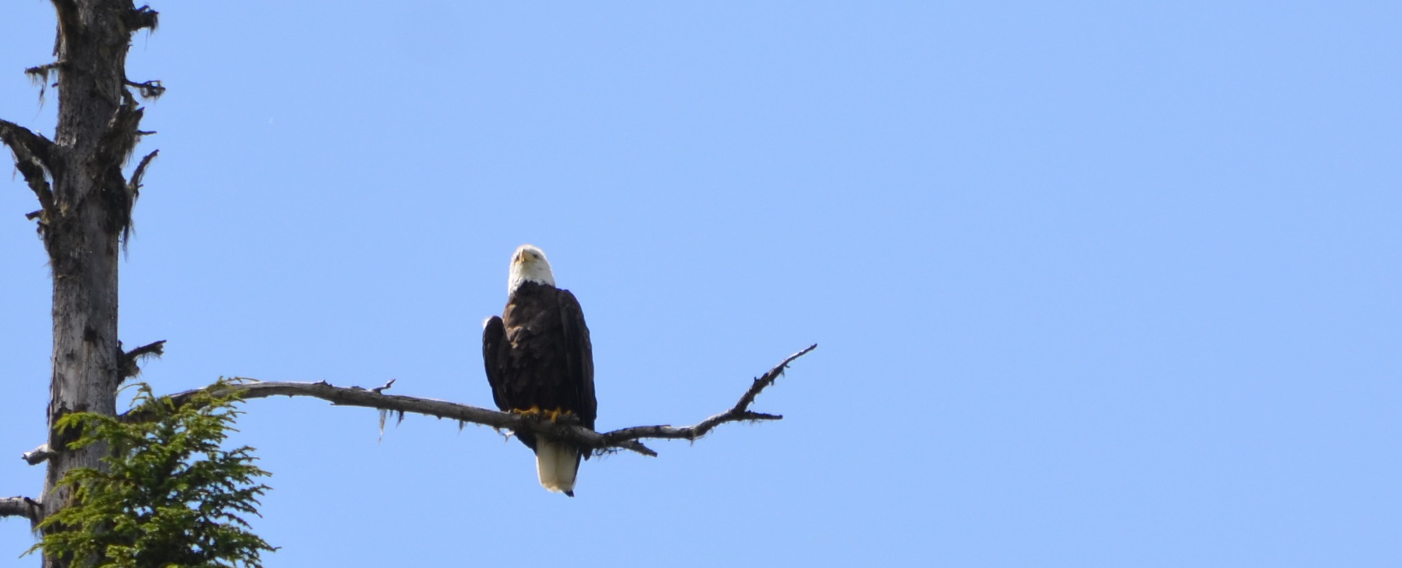 photos/wildlife/Bird_Species/032-Hawks-Eagles-Harriers-Falcons/0635-Bald_Eagle/DSC_0621_small.jpg