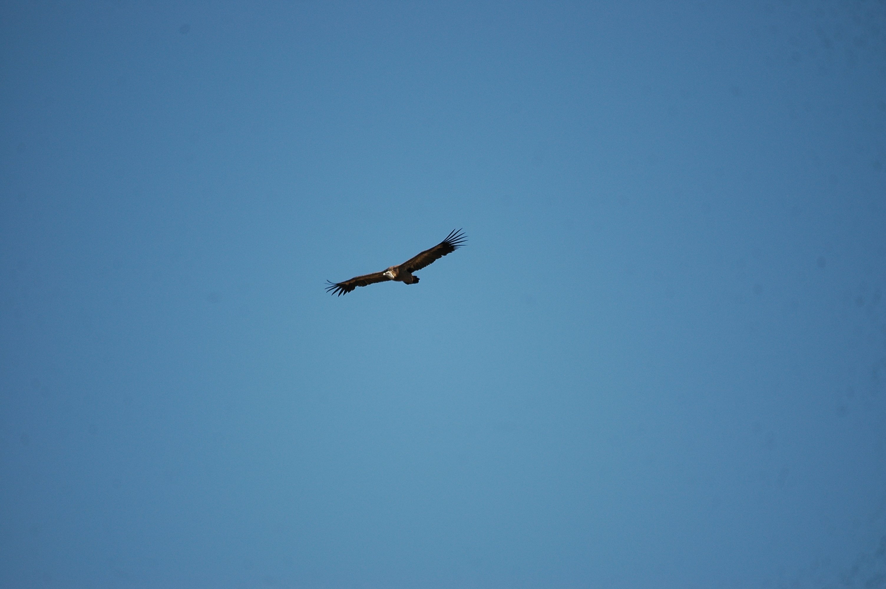 photos/wildlife/Bird_Species/032-Hawks-Eagles-Harriers-Falcons/0645-Eurasian_Griffon/20090921-Spain-01.jpg