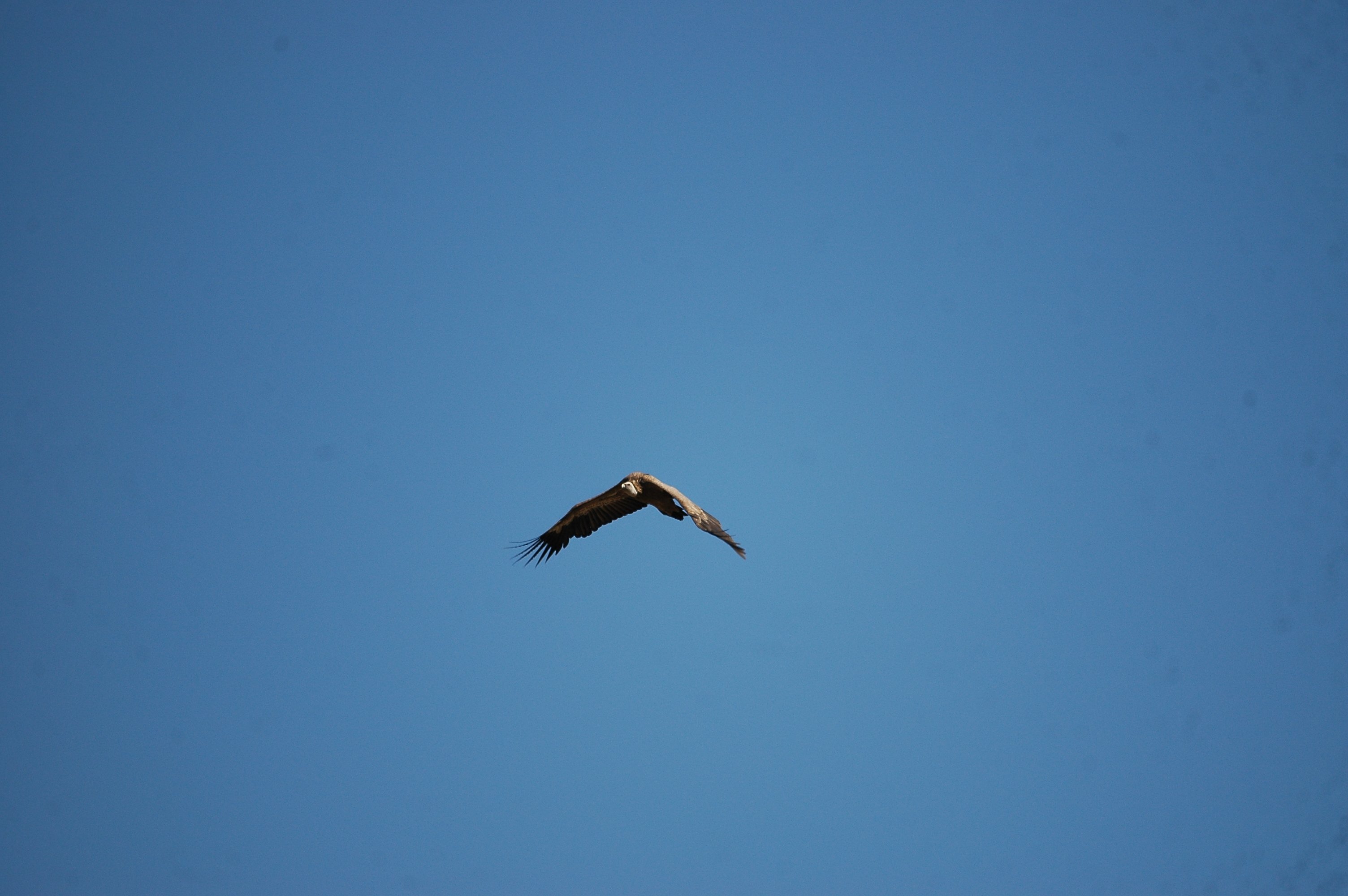 photos/wildlife/Bird_Species/032-Hawks-Eagles-Harriers-Falcons/0645-Eurasian_Griffon/20090921-Spain-02.jpg