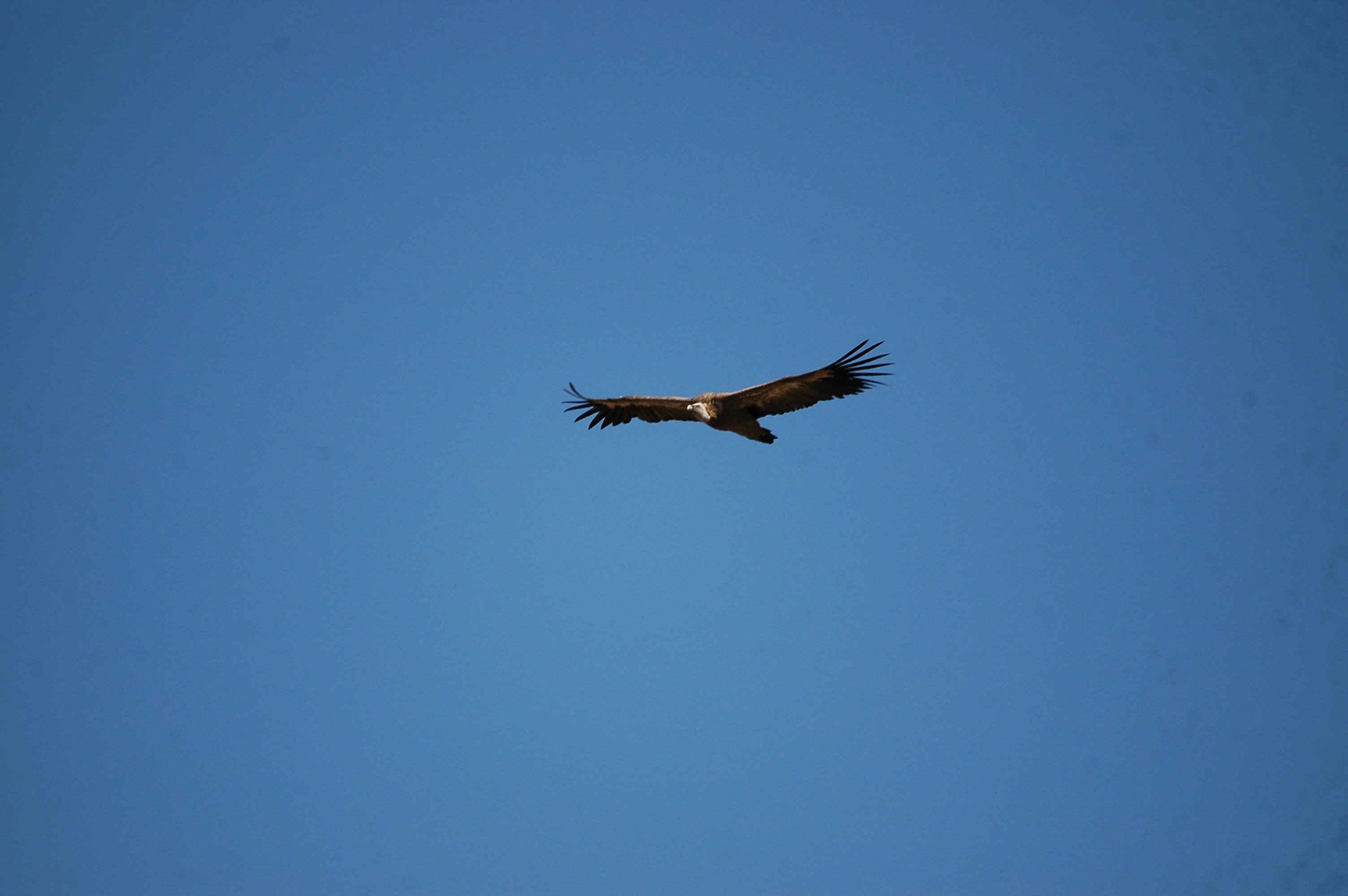 photos/wildlife/Bird_Species/032-Hawks-Eagles-Harriers-Falcons/0645-Eurasian_Griffon/20090921-Spain-03.jpg