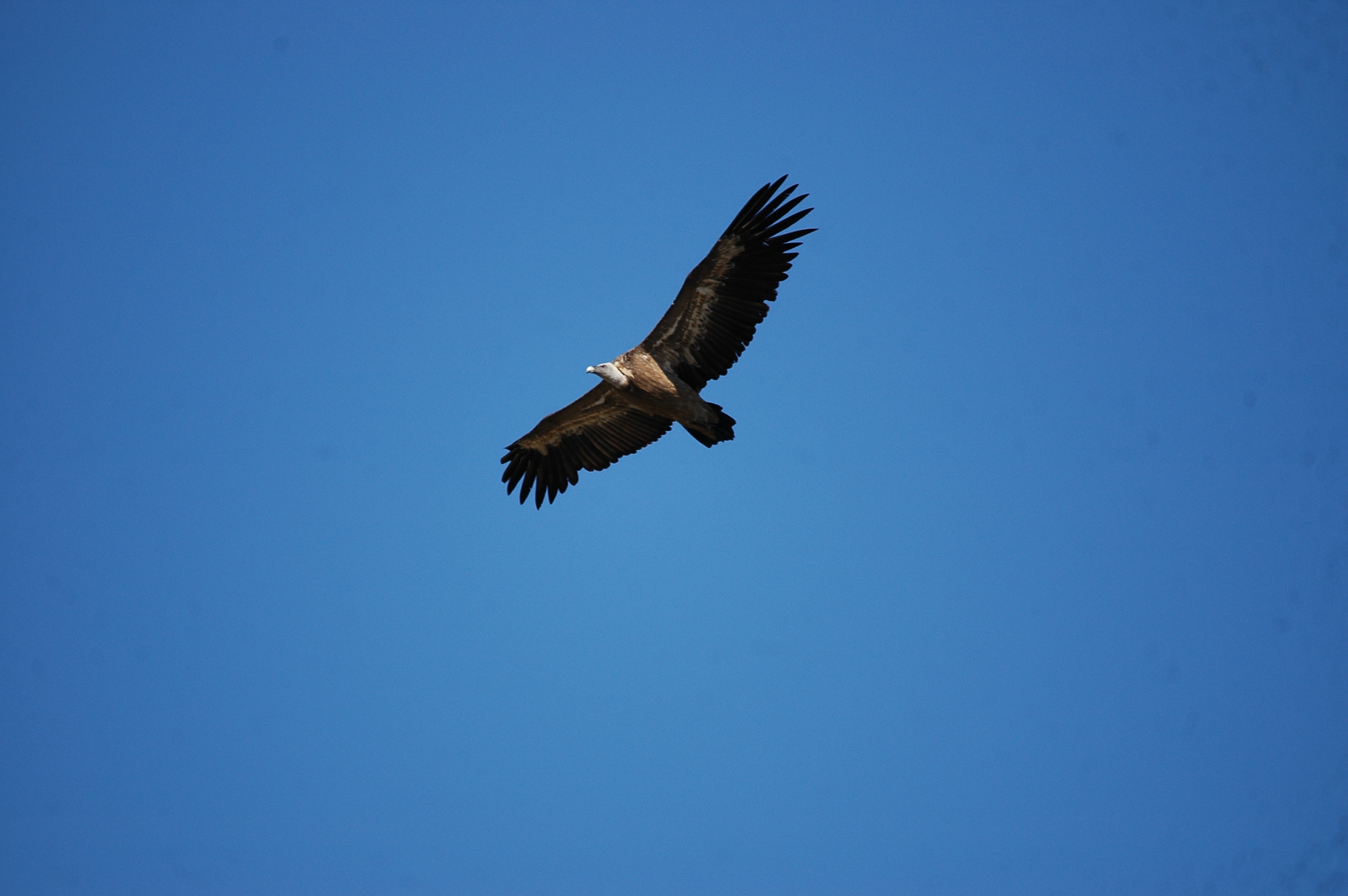 photos/wildlife/Bird_Species/032-Hawks-Eagles-Harriers-Falcons/0645-Eurasian_Griffon/20090921-Spain-04.jpg