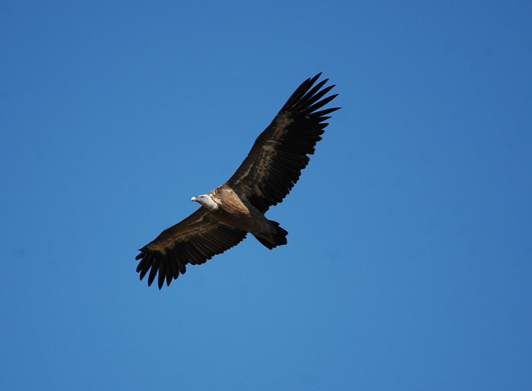 photos/wildlife/Bird_Species/032-Hawks-Eagles-Harriers-Falcons/0645-Eurasian_Griffon/20090921-Spain-04_sm.jpg