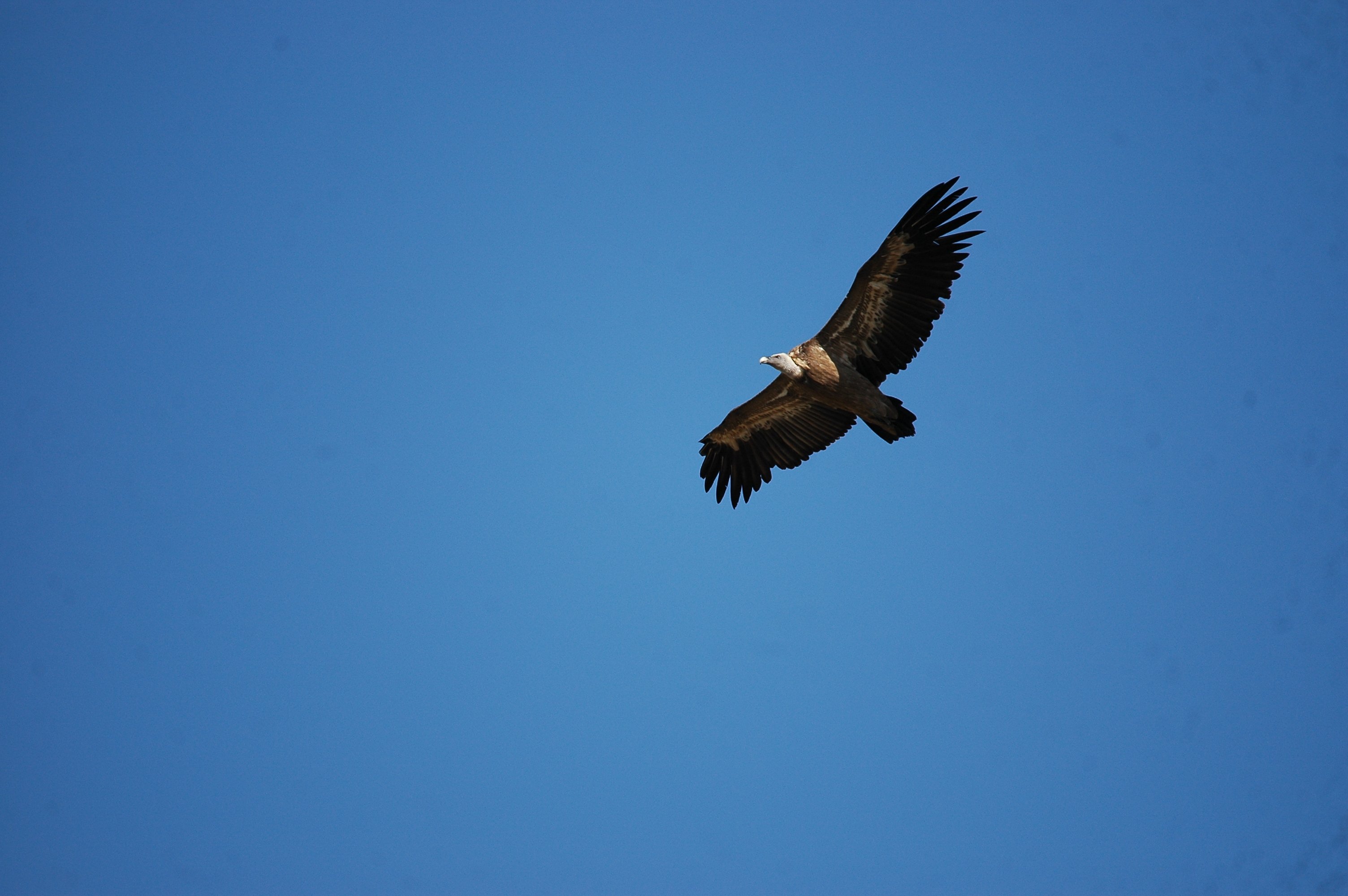 photos/wildlife/Bird_Species/032-Hawks-Eagles-Harriers-Falcons/0645-Eurasian_Griffon/20090921-Spain-05.jpg
