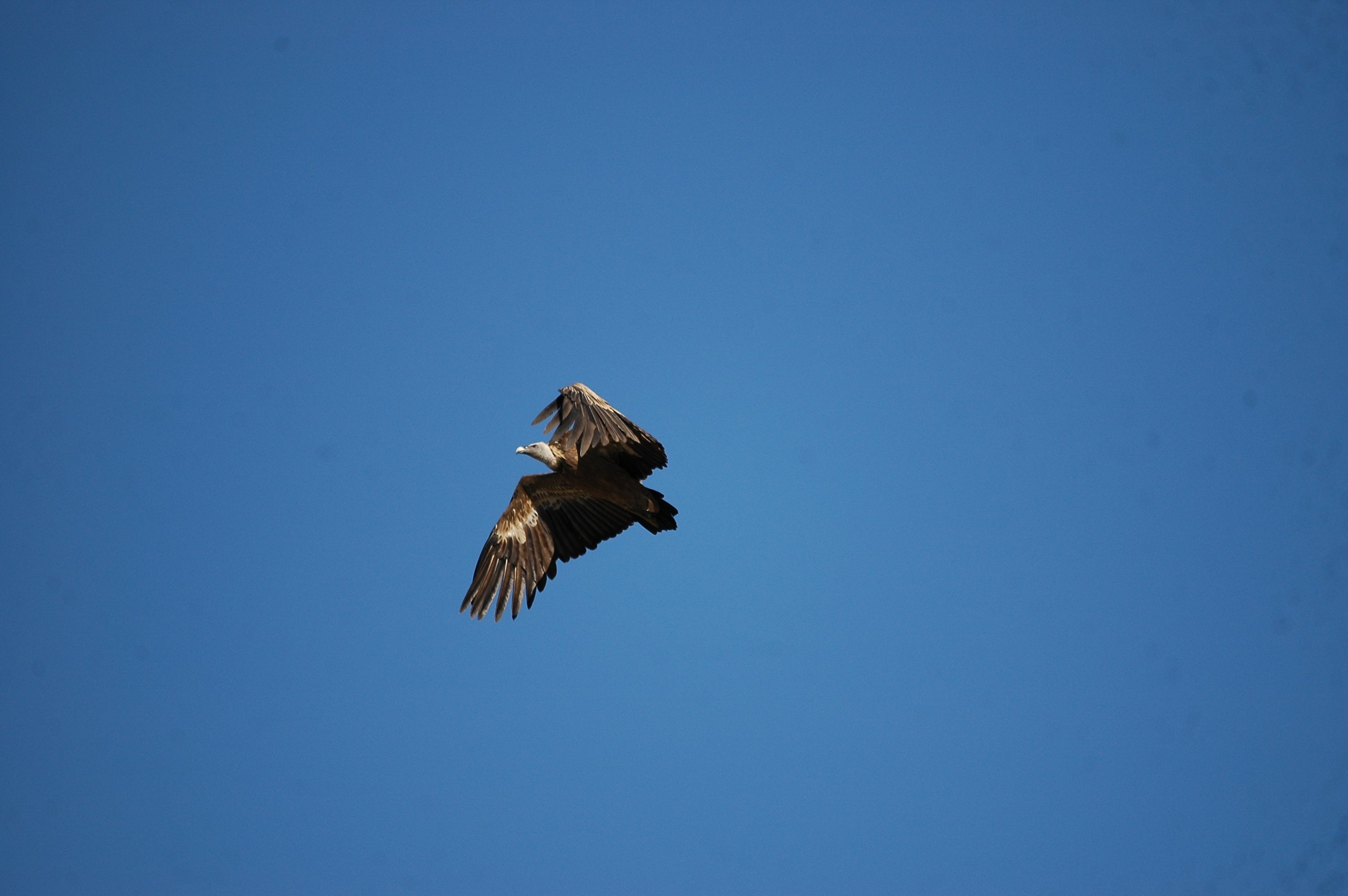 photos/wildlife/Bird_Species/032-Hawks-Eagles-Harriers-Falcons/0645-Eurasian_Griffon/20090921-Spain-06.jpg