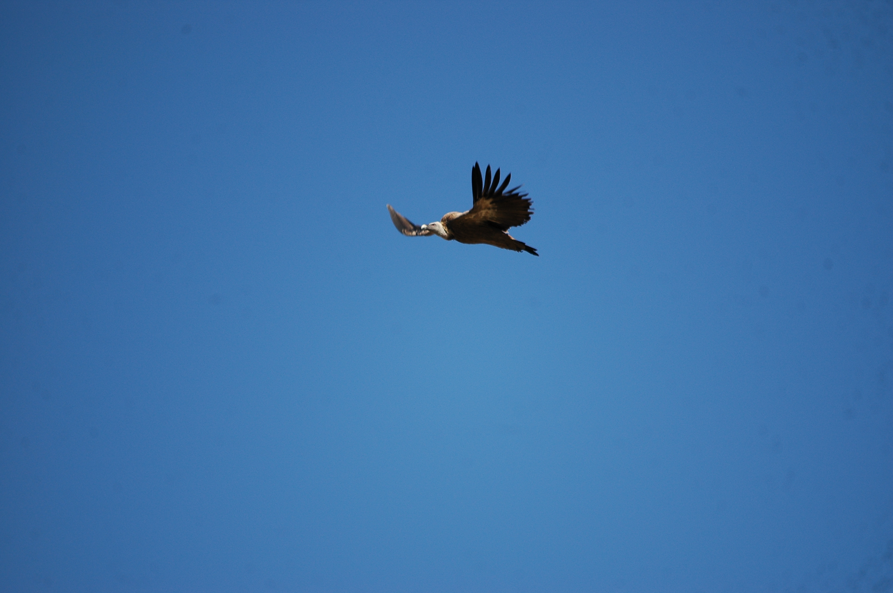 photos/wildlife/Bird_Species/032-Hawks-Eagles-Harriers-Falcons/0645-Eurasian_Griffon/20090921-Spain-07.jpg