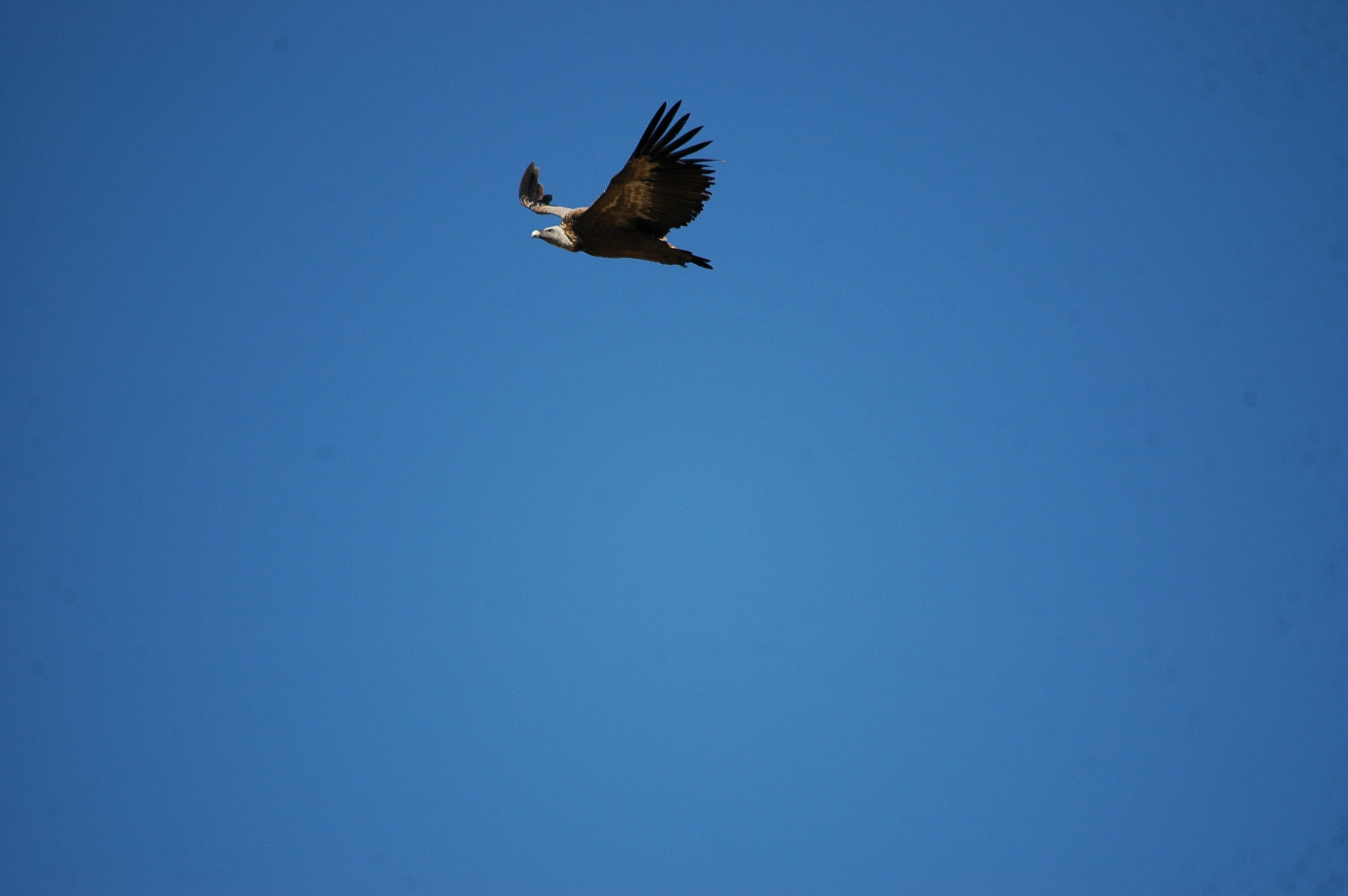 photos/wildlife/Bird_Species/032-Hawks-Eagles-Harriers-Falcons/0645-Eurasian_Griffon/20090921-Spain-08.jpg