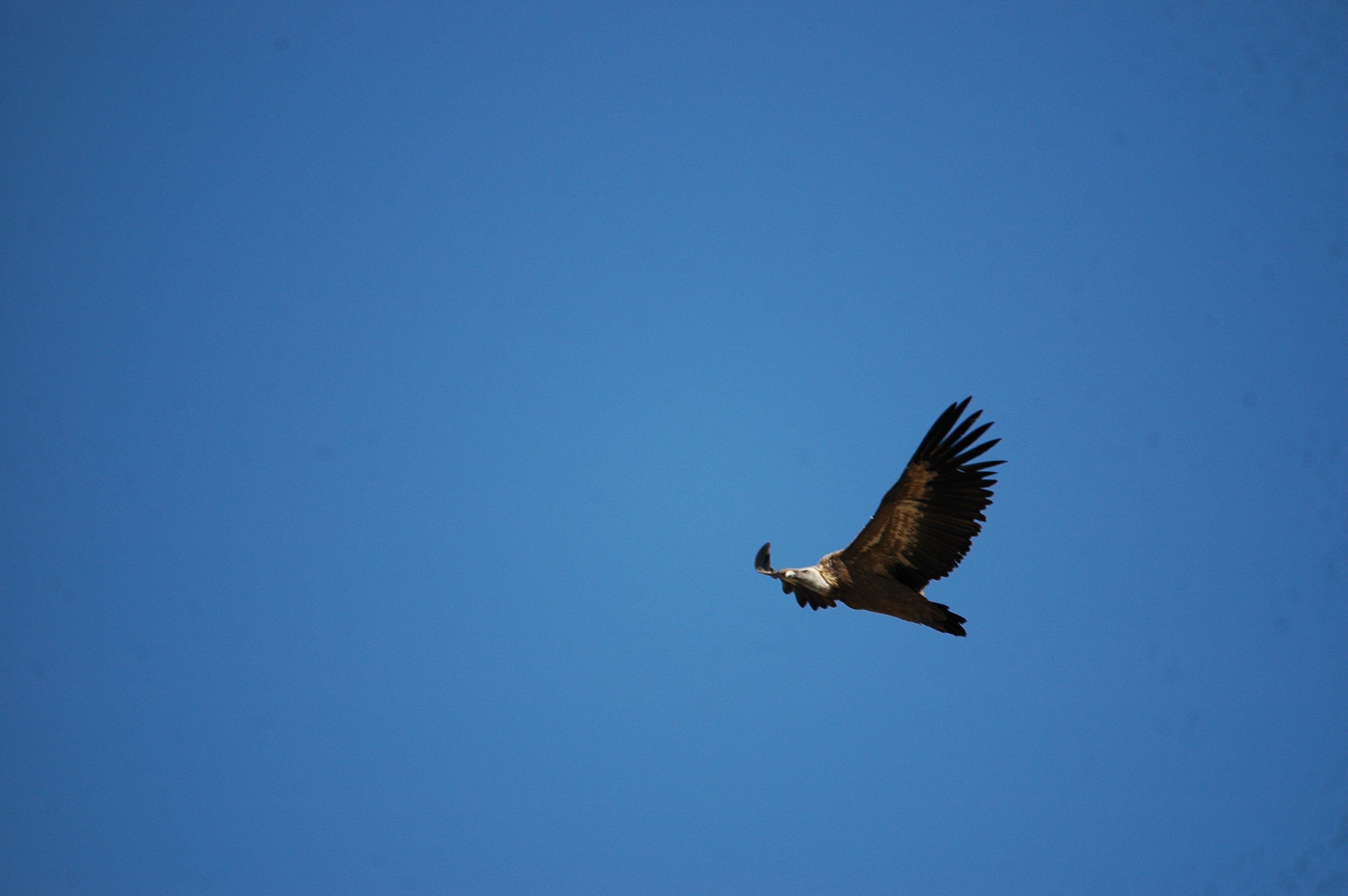 photos/wildlife/Bird_Species/032-Hawks-Eagles-Harriers-Falcons/0645-Eurasian_Griffon/20090921-Spain-09.jpg