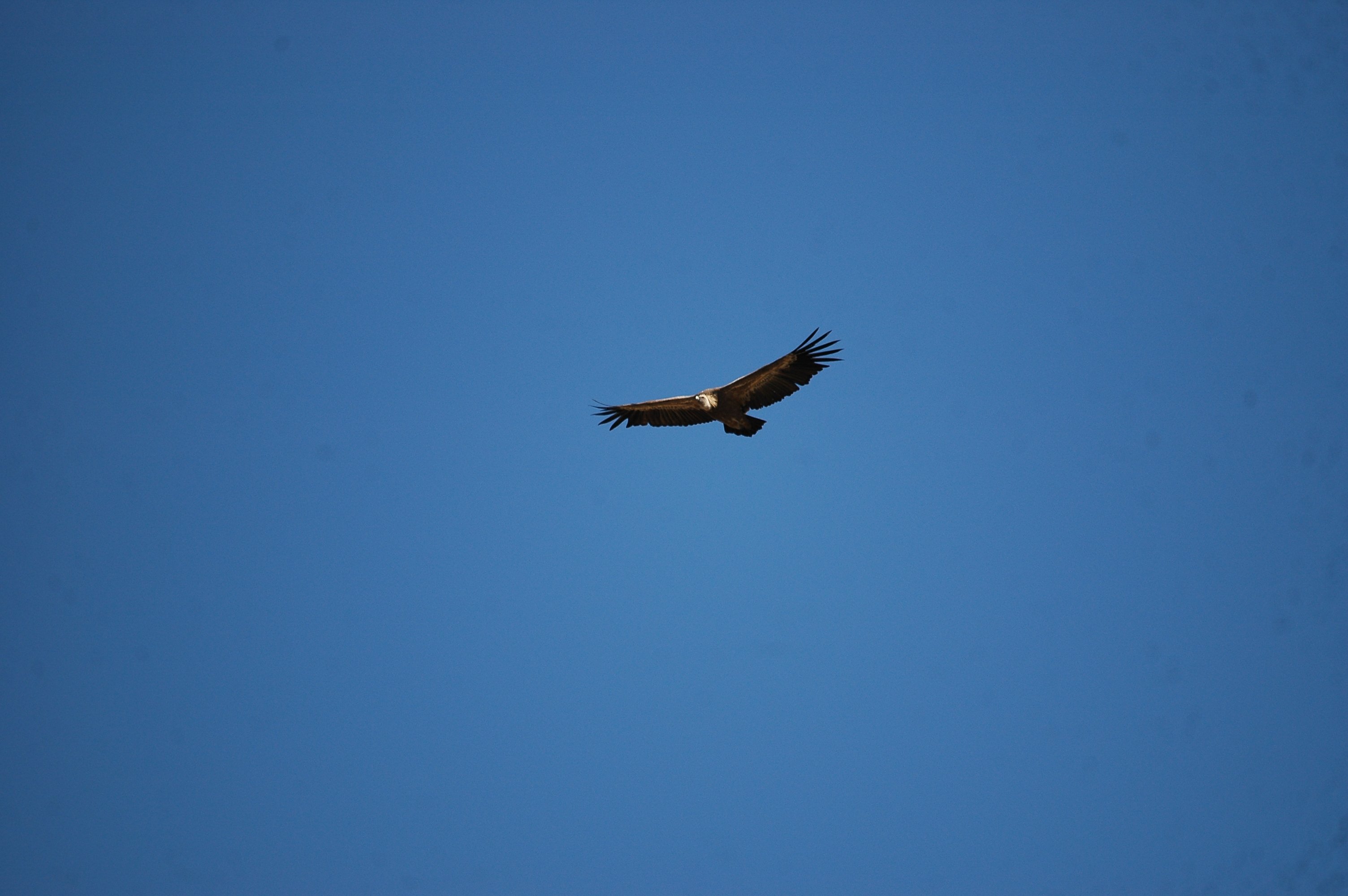 photos/wildlife/Bird_Species/032-Hawks-Eagles-Harriers-Falcons/0645-Eurasian_Griffon/20090921-Spain-10.jpg