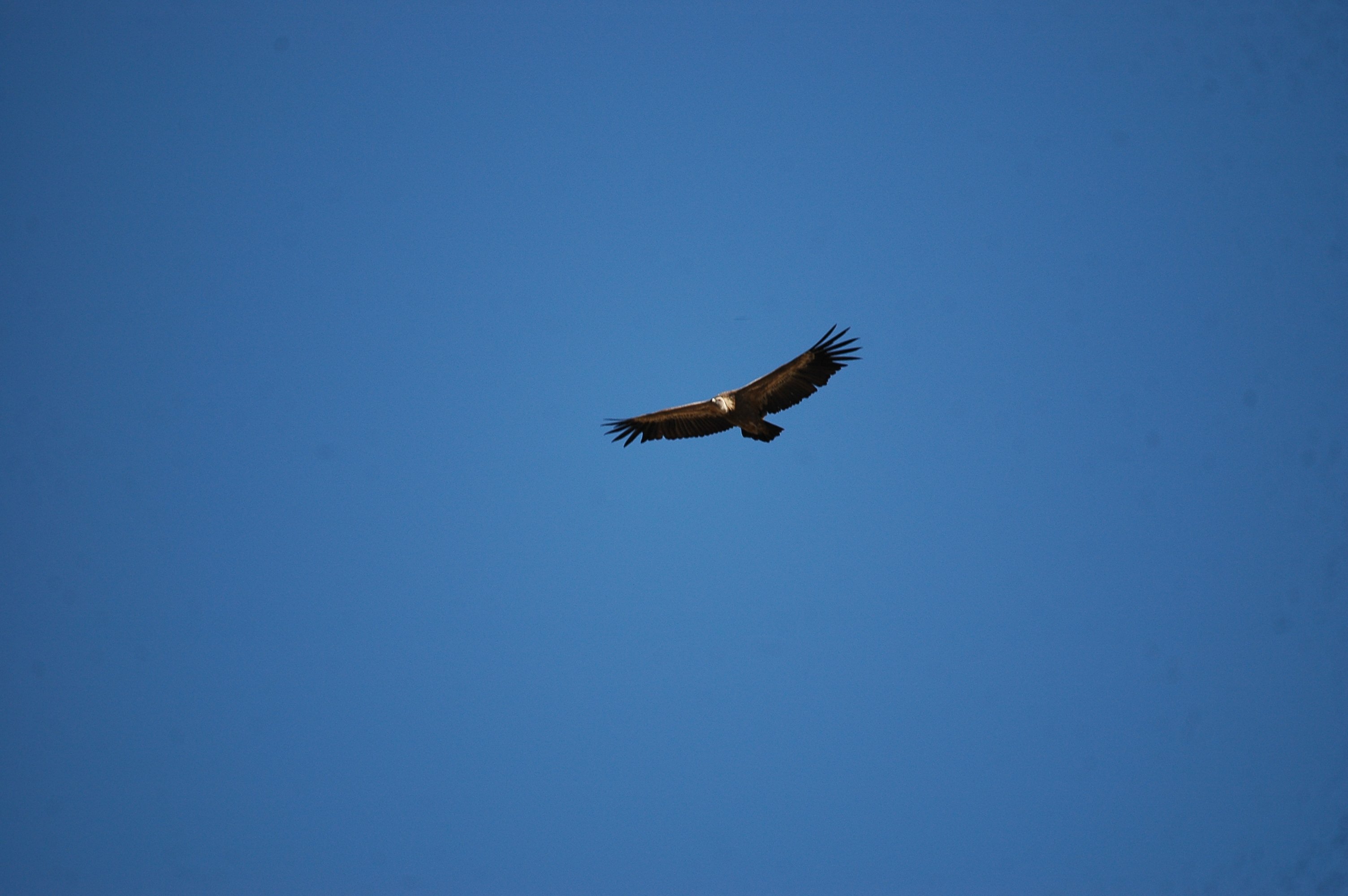 photos/wildlife/Bird_Species/032-Hawks-Eagles-Harriers-Falcons/0645-Eurasian_Griffon/20090921-Spain-11.jpg
