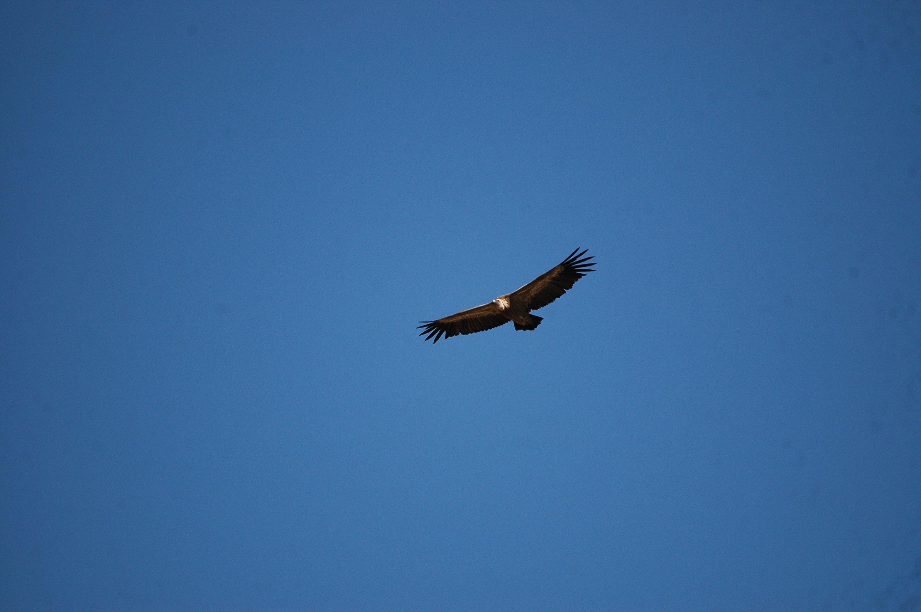 photos/wildlife/Bird_Species/032-Hawks-Eagles-Harriers-Falcons/0645-Eurasian_Griffon/20090921-Spain-12.jpg