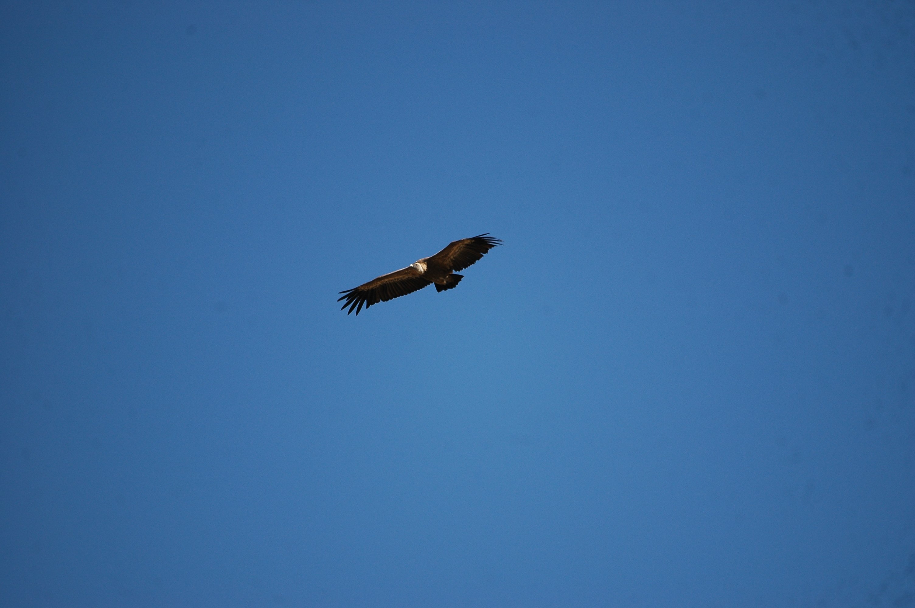 photos/wildlife/Bird_Species/032-Hawks-Eagles-Harriers-Falcons/0645-Eurasian_Griffon/20090921-Spain-13.jpg