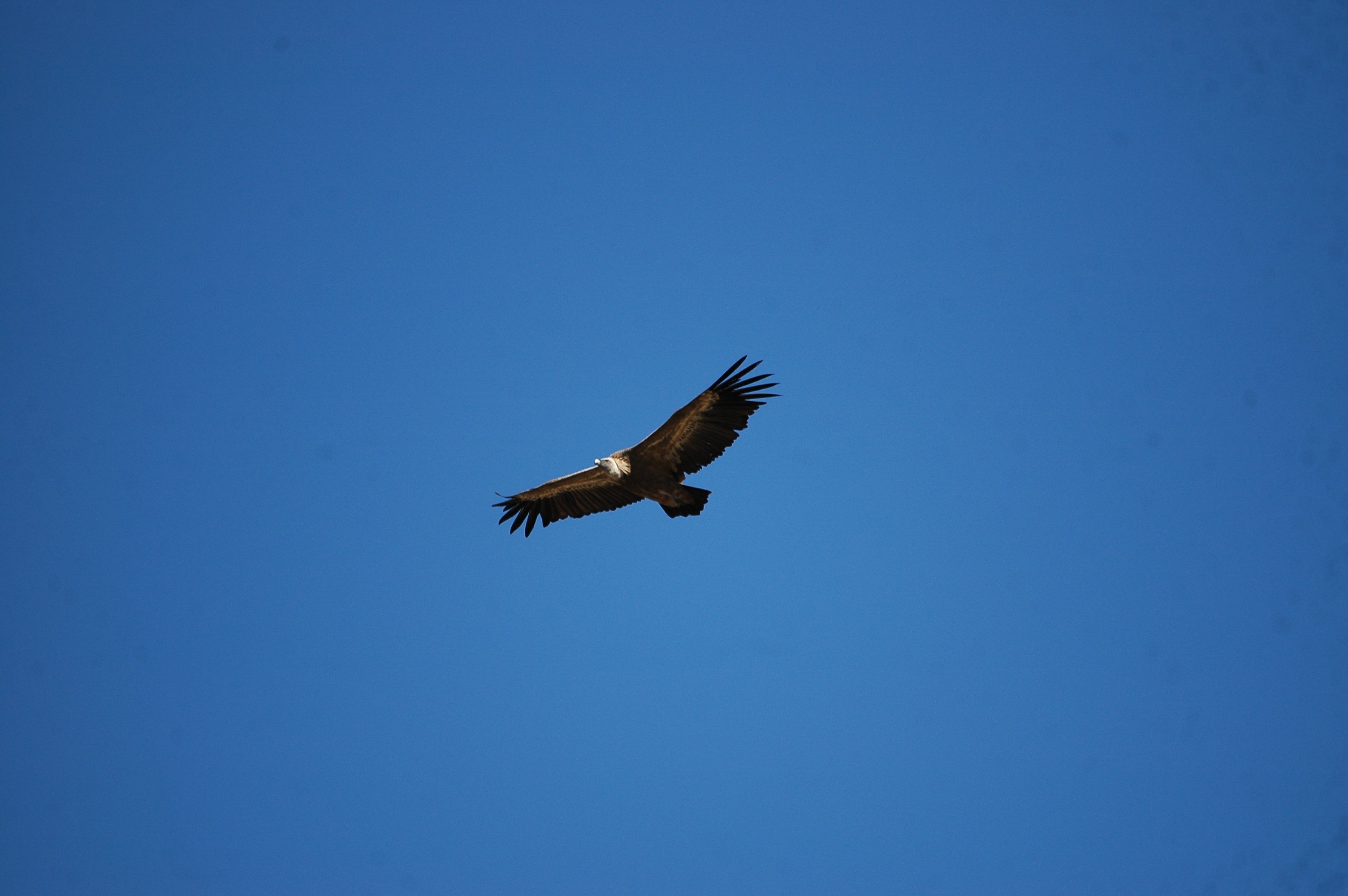 photos/wildlife/Bird_Species/032-Hawks-Eagles-Harriers-Falcons/0645-Eurasian_Griffon/20090921-Spain-14.jpg