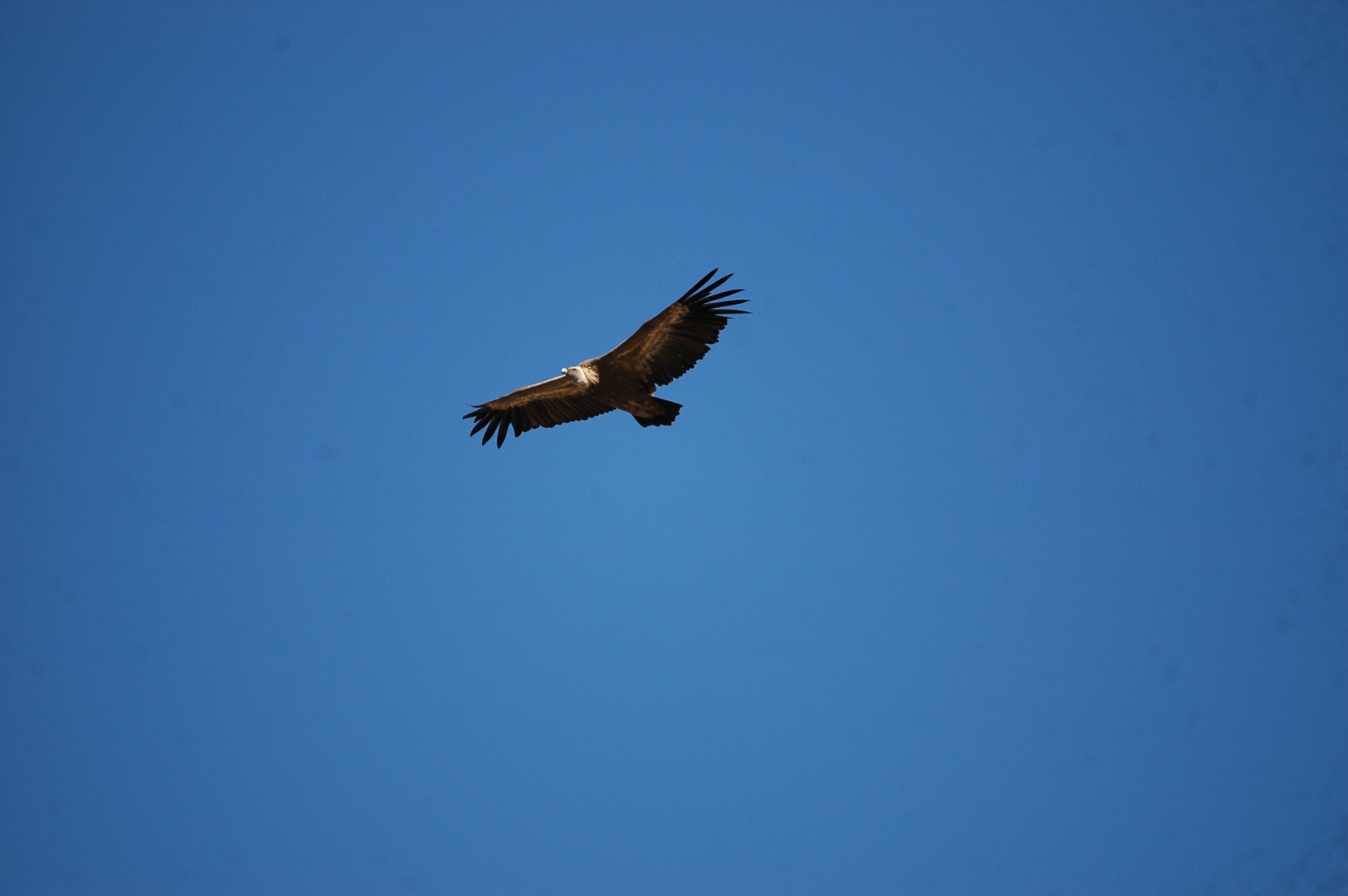 photos/wildlife/Bird_Species/032-Hawks-Eagles-Harriers-Falcons/0645-Eurasian_Griffon/20090921-Spain-15.jpg