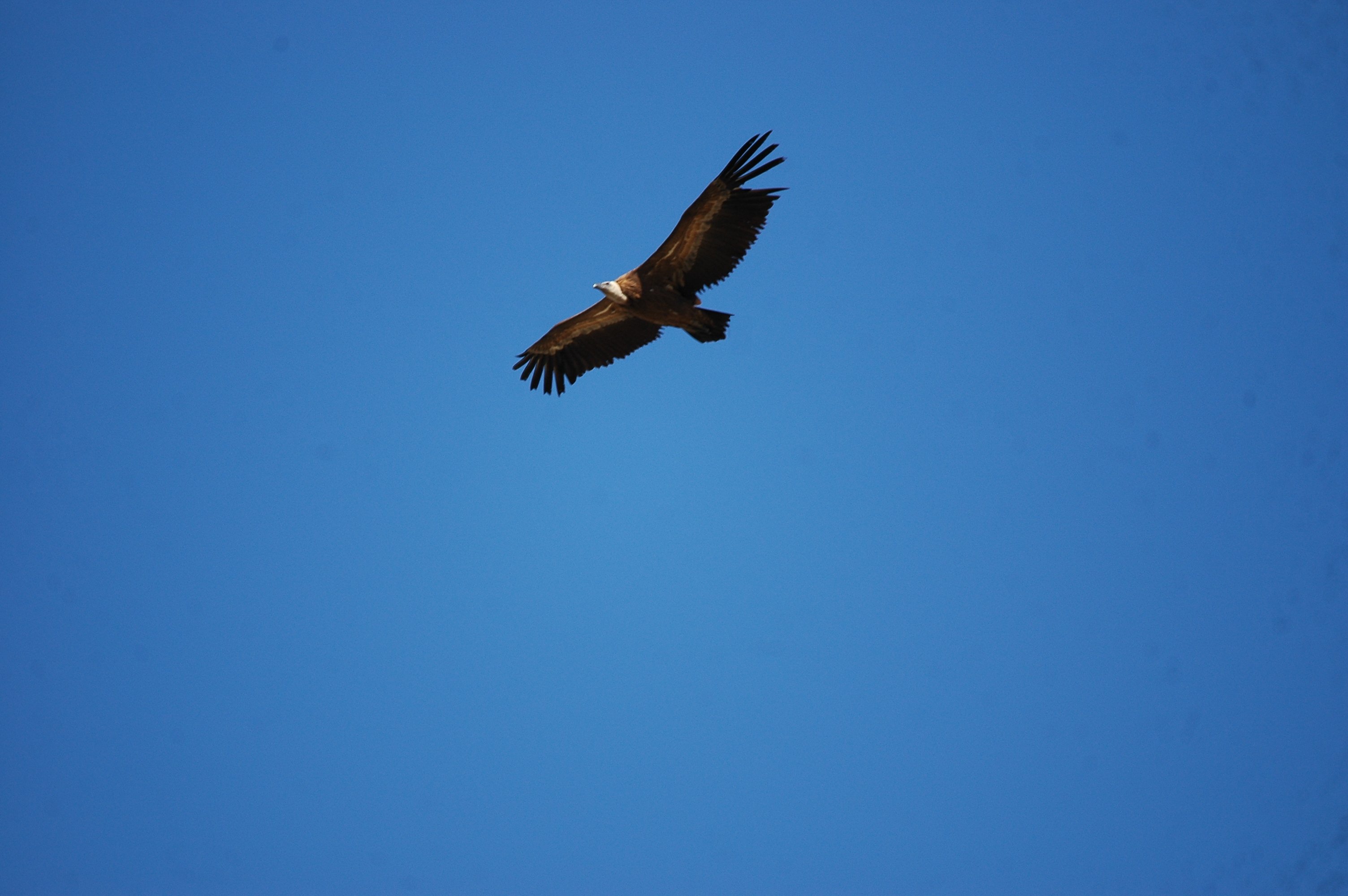 photos/wildlife/Bird_Species/032-Hawks-Eagles-Harriers-Falcons/0645-Eurasian_Griffon/20090921-Spain-17.jpg