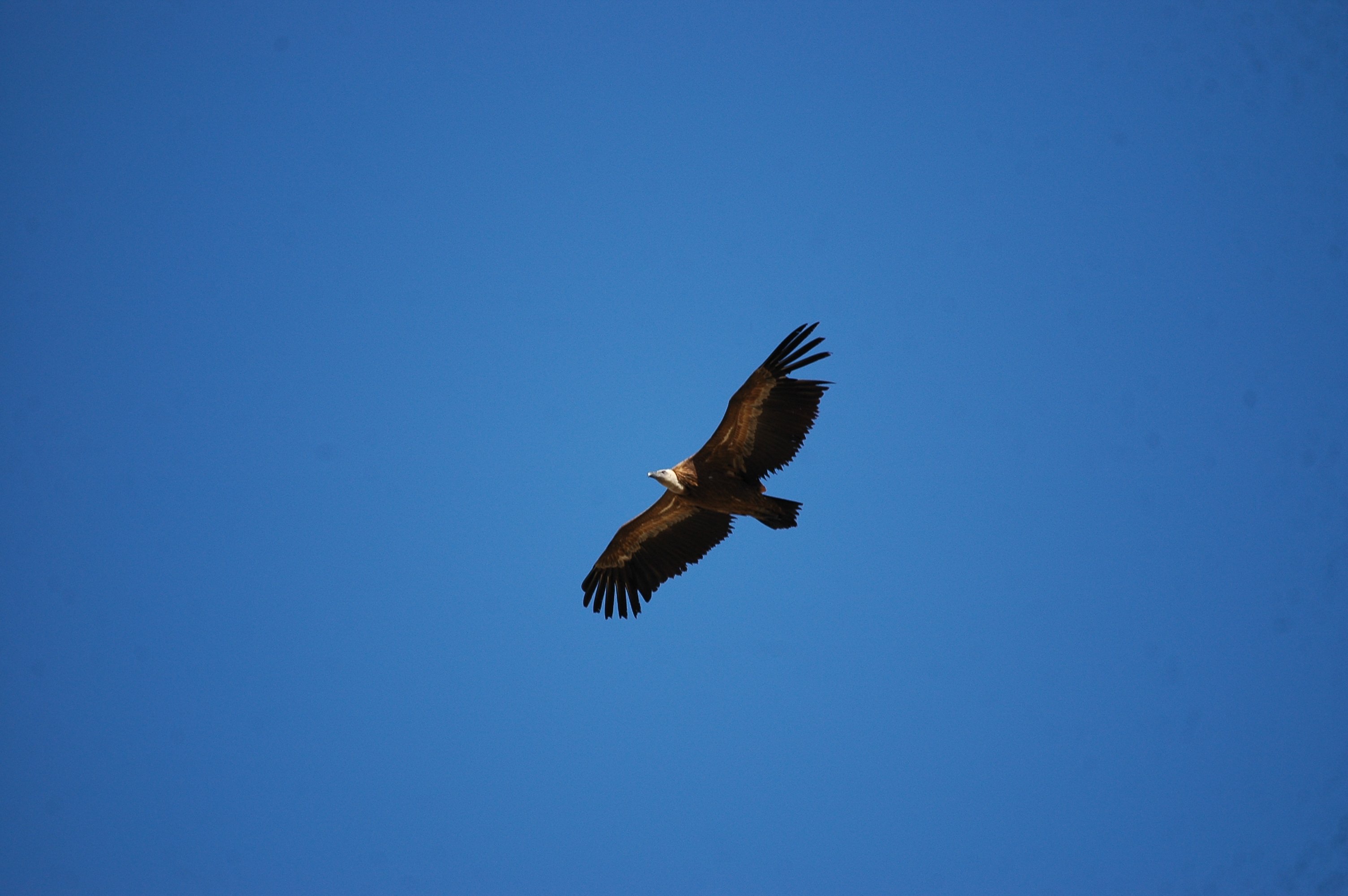 photos/wildlife/Bird_Species/032-Hawks-Eagles-Harriers-Falcons/0645-Eurasian_Griffon/20090921-Spain-18.JPG
