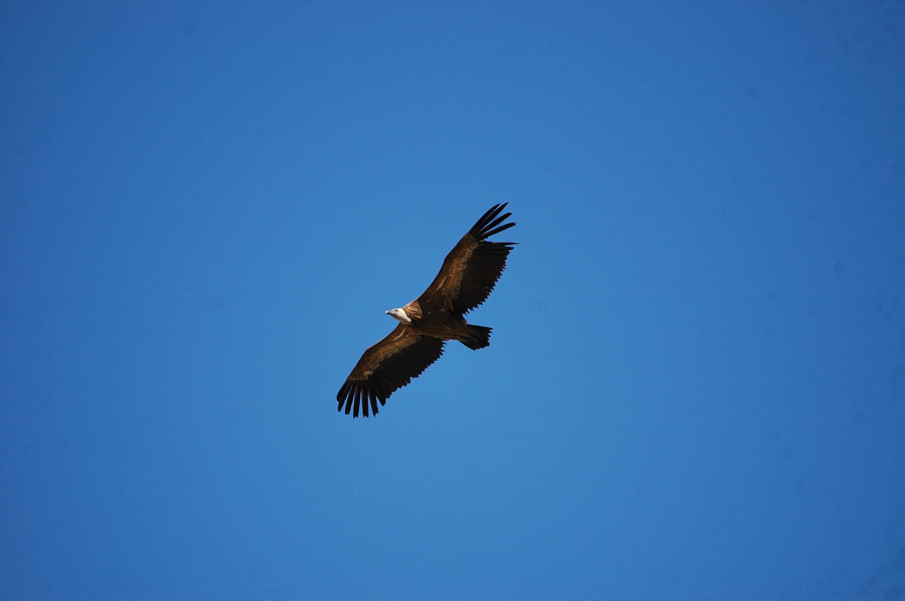 photos/wildlife/Bird_Species/032-Hawks-Eagles-Harriers-Falcons/0645-Eurasian_Griffon/20090921-Spain-19.jpg
