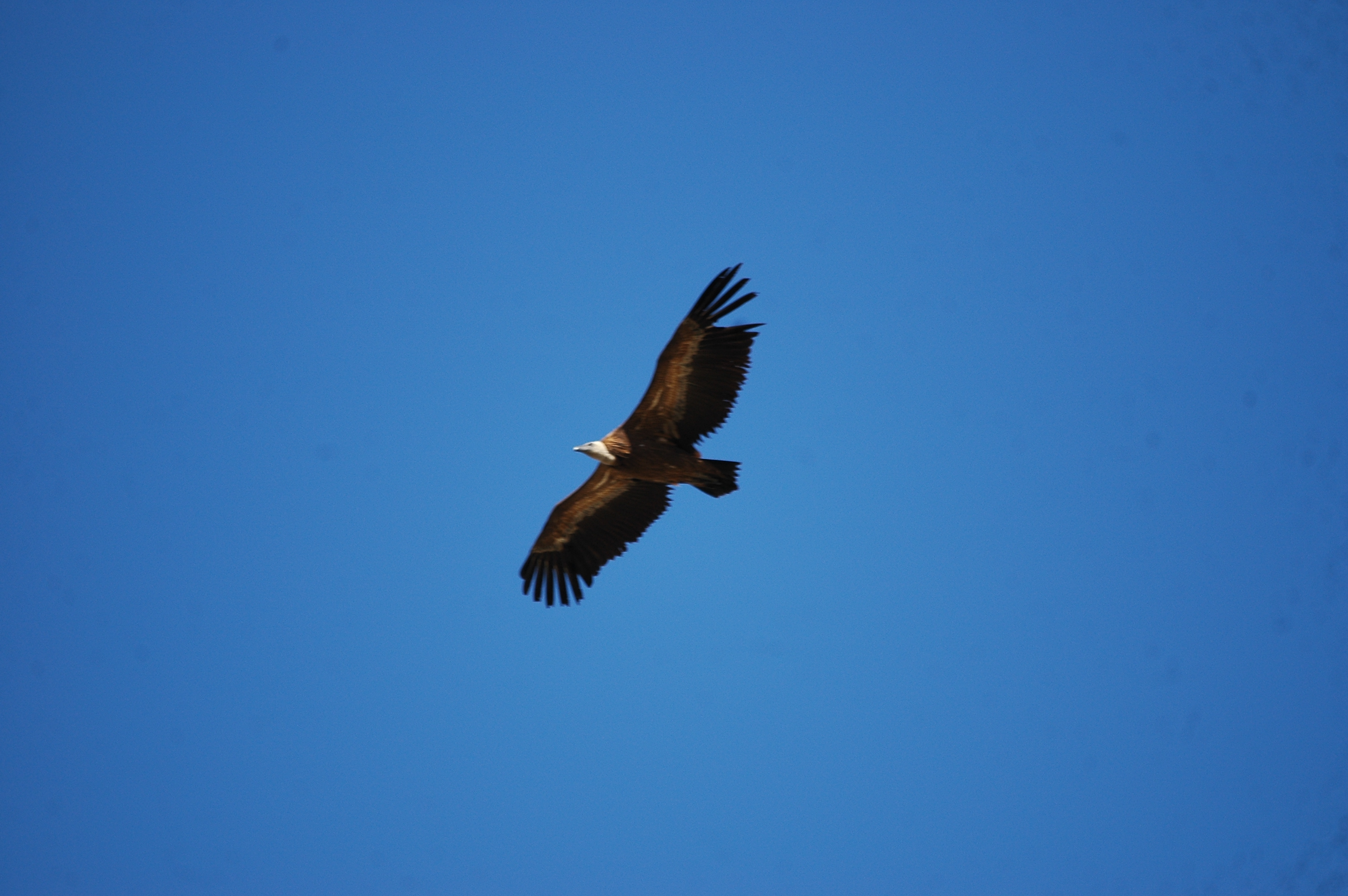 photos/wildlife/Bird_Species/032-Hawks-Eagles-Harriers-Falcons/0645-Eurasian_Griffon/20090921-Spain-20.jpg