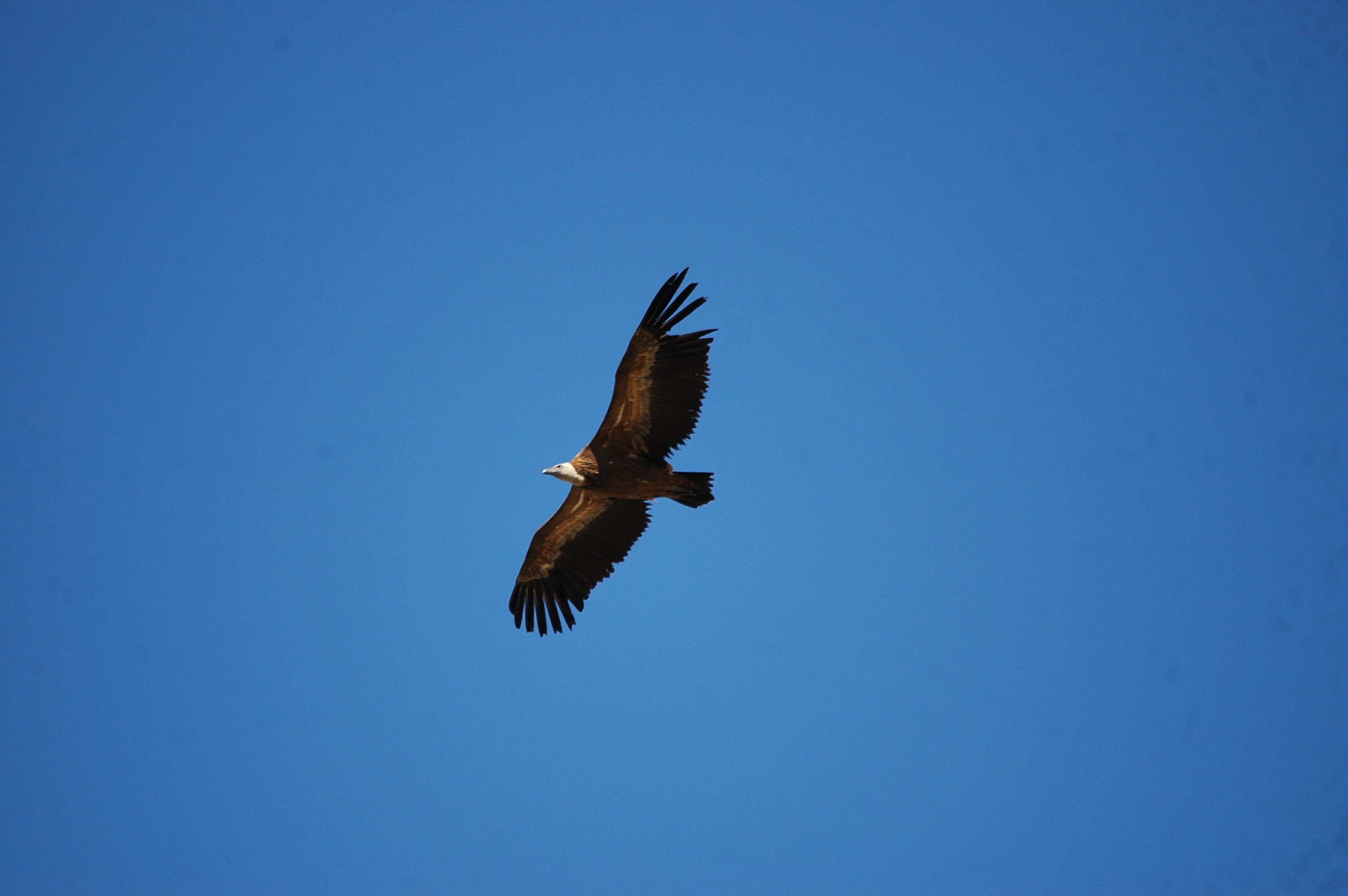 photos/wildlife/Bird_Species/032-Hawks-Eagles-Harriers-Falcons/0645-Eurasian_Griffon/20090921-Spain-21.jpg