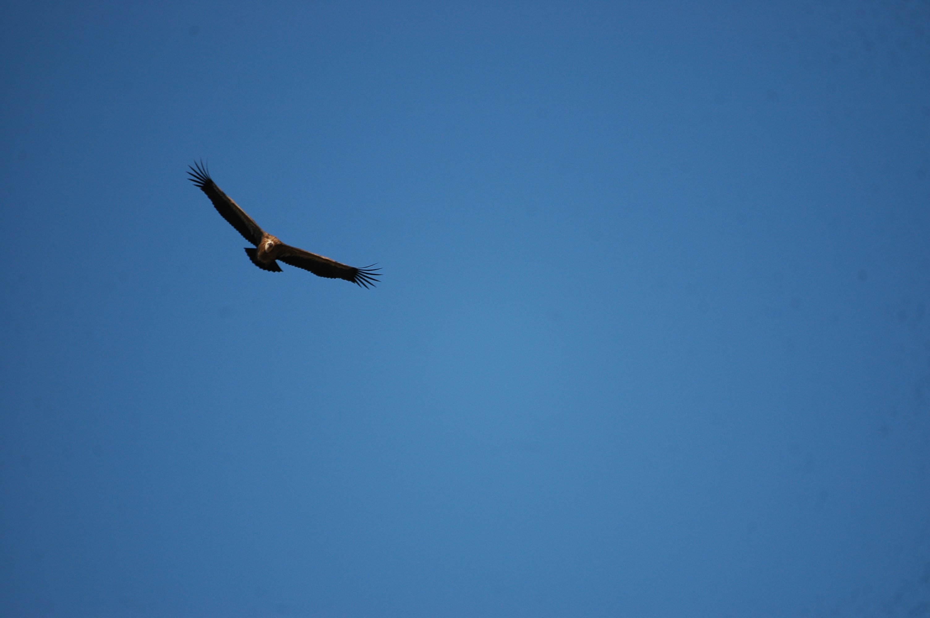 photos/wildlife/Bird_Species/032-Hawks-Eagles-Harriers-Falcons/0645-Eurasian_Griffon/20090921-Spain-22.jpg