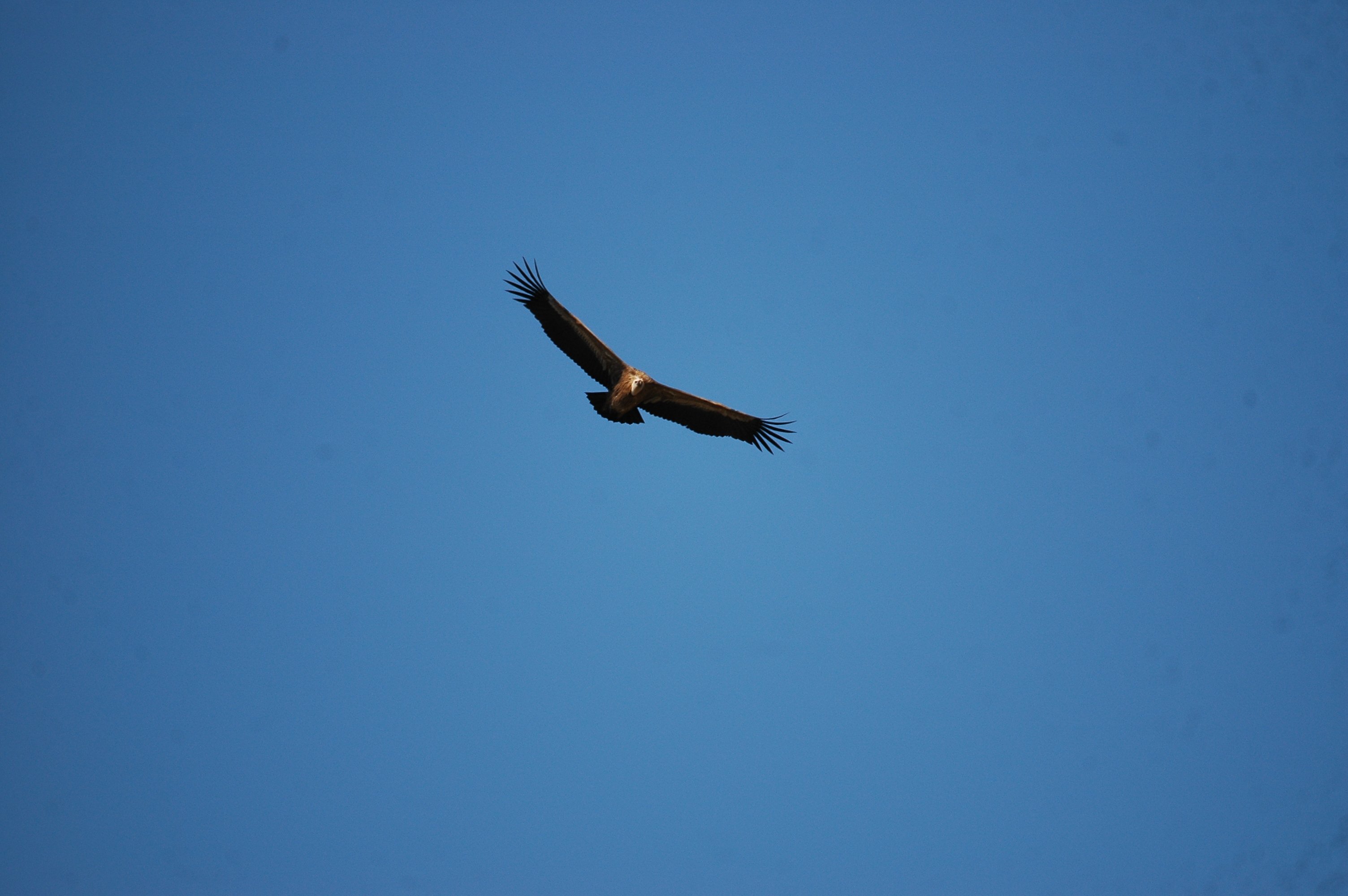 photos/wildlife/Bird_Species/032-Hawks-Eagles-Harriers-Falcons/0645-Eurasian_Griffon/20090921-Spain-23.jpg