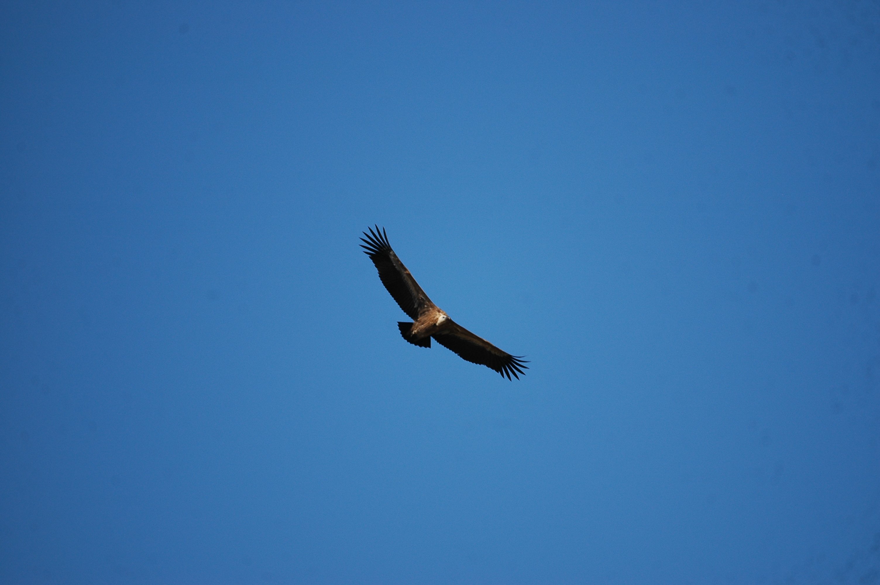 photos/wildlife/Bird_Species/032-Hawks-Eagles-Harriers-Falcons/0645-Eurasian_Griffon/20090921-Spain-24.jpg