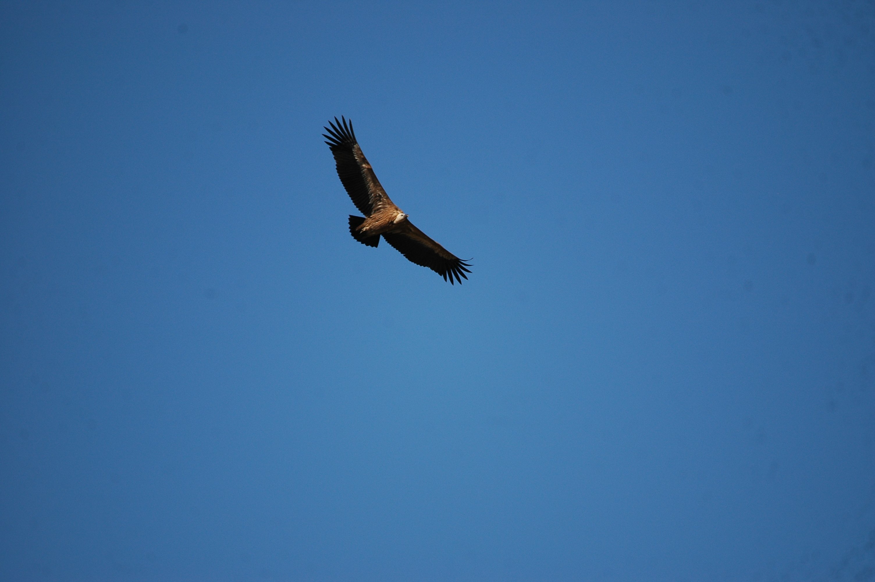 photos/wildlife/Bird_Species/032-Hawks-Eagles-Harriers-Falcons/0645-Eurasian_Griffon/20090921-Spain-25.jpg