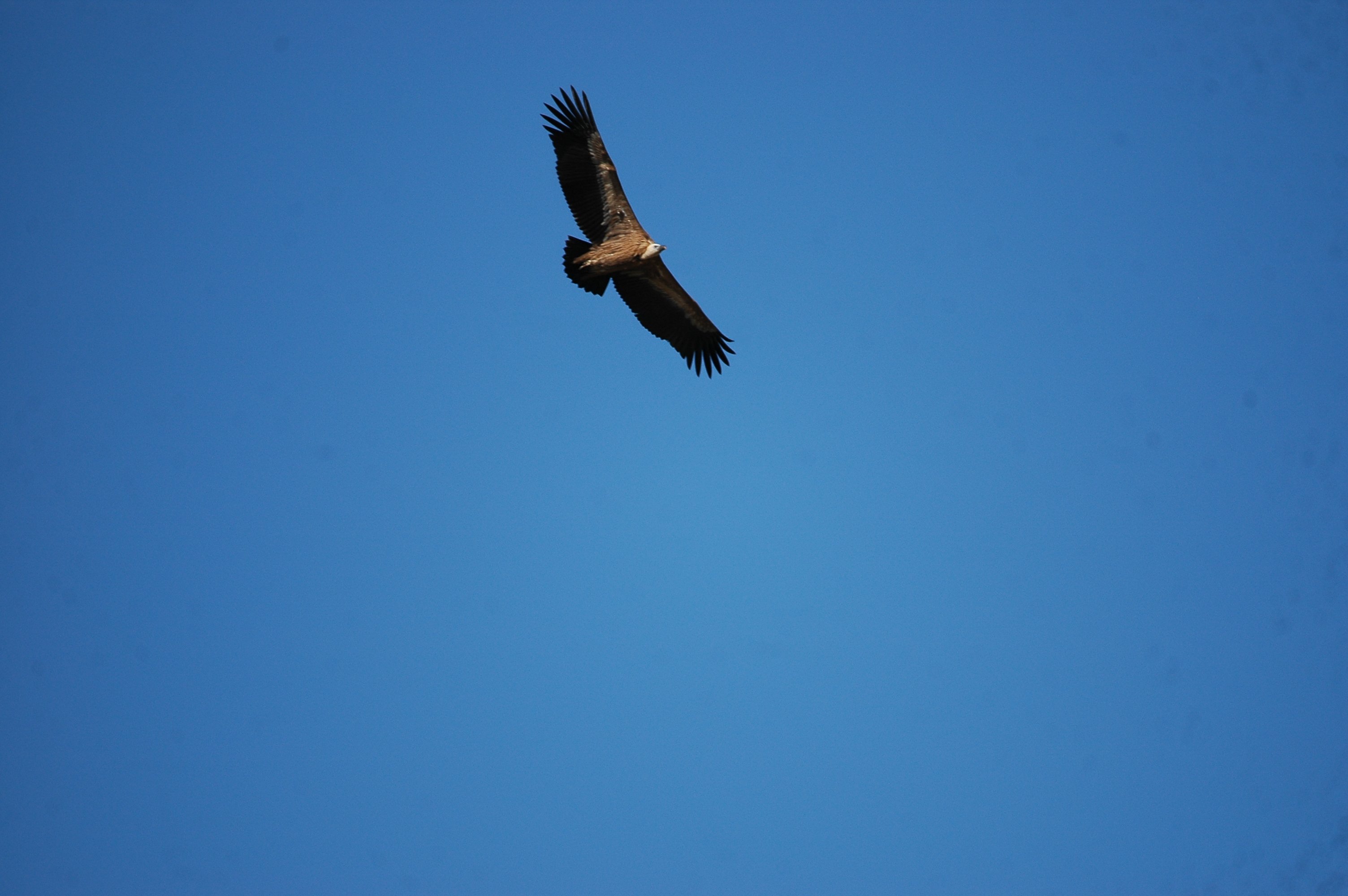 photos/wildlife/Bird_Species/032-Hawks-Eagles-Harriers-Falcons/0645-Eurasian_Griffon/20090921-Spain-26.jpg