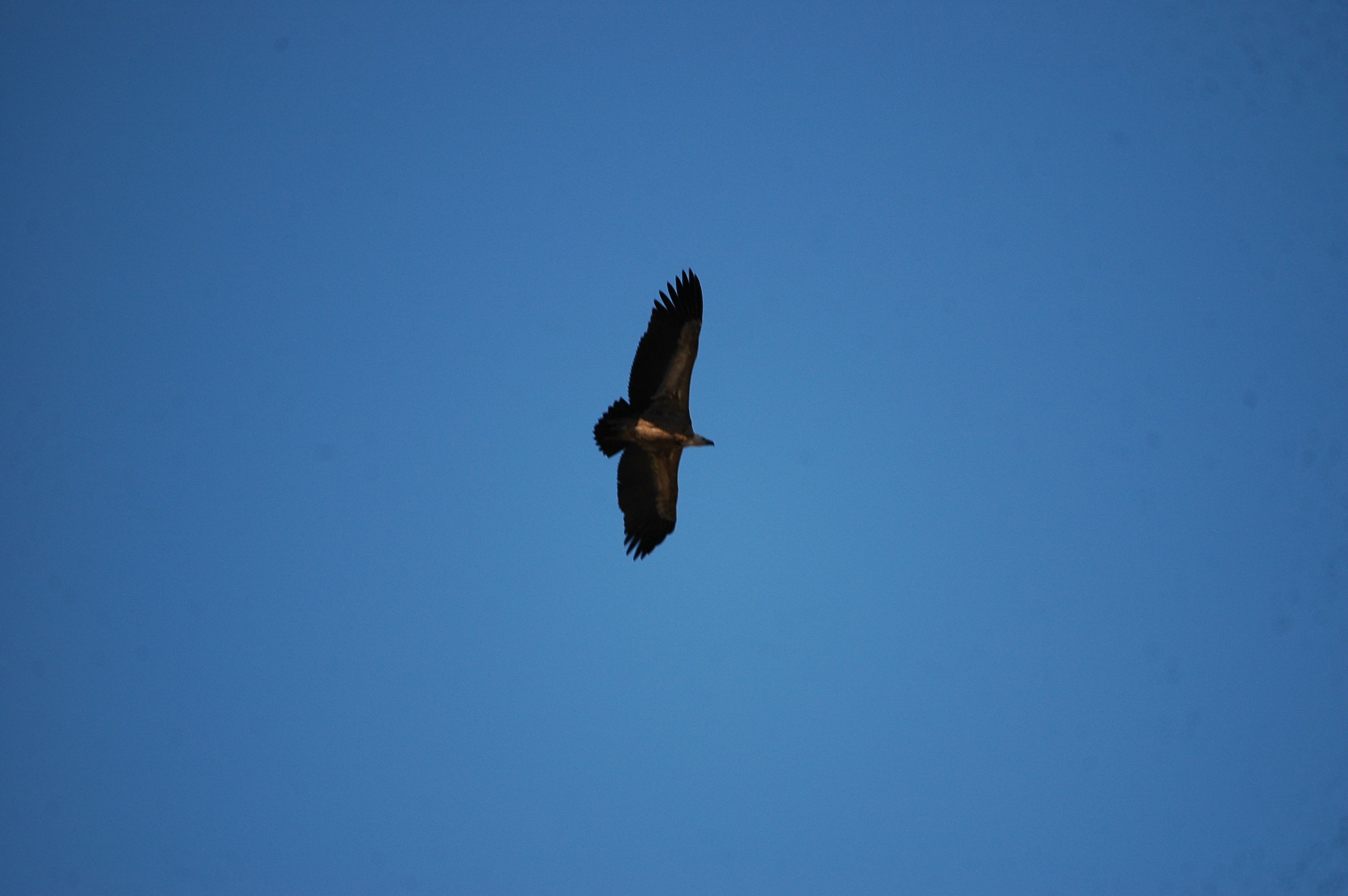 photos/wildlife/Bird_Species/032-Hawks-Eagles-Harriers-Falcons/0645-Eurasian_Griffon/20090921-Spain-27.jpg