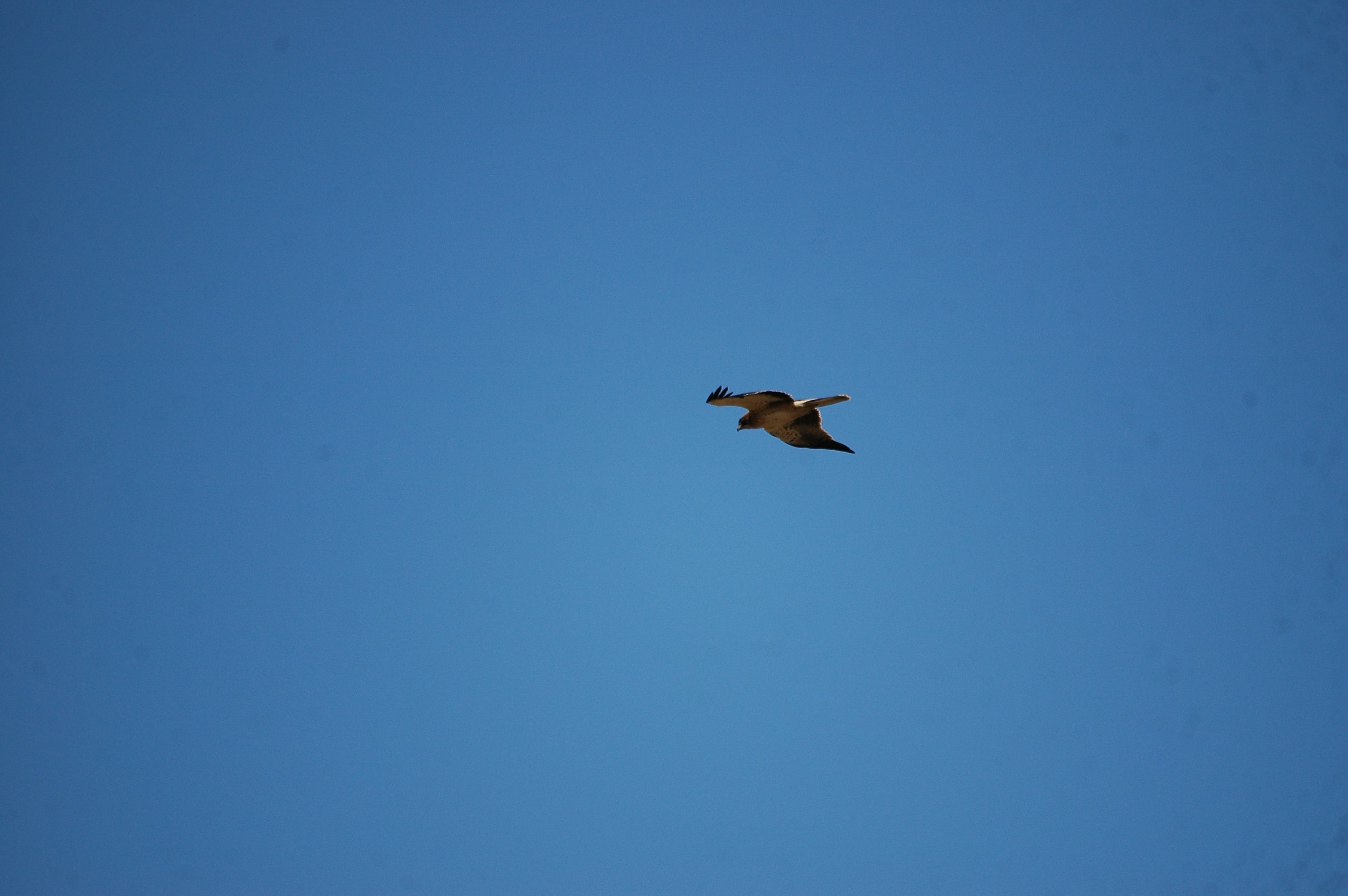 photos/wildlife/Bird_Species/032-Hawks-Eagles-Harriers-Falcons/0645-Eurasian_Griffon/20090921-Spain-28.jpg