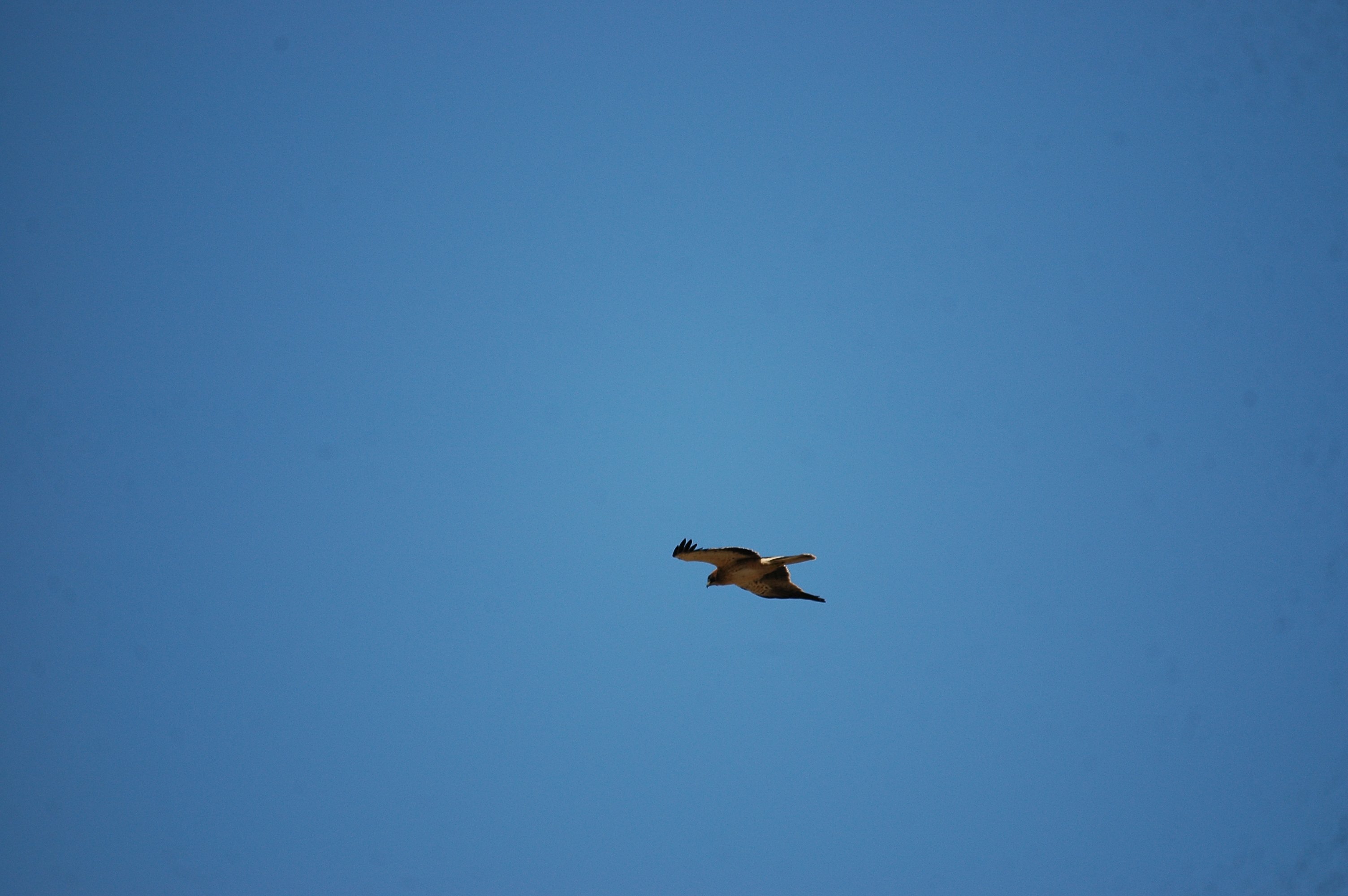 photos/wildlife/Bird_Species/032-Hawks-Eagles-Harriers-Falcons/0645-Eurasian_Griffon/20090921-Spain-29.jpg