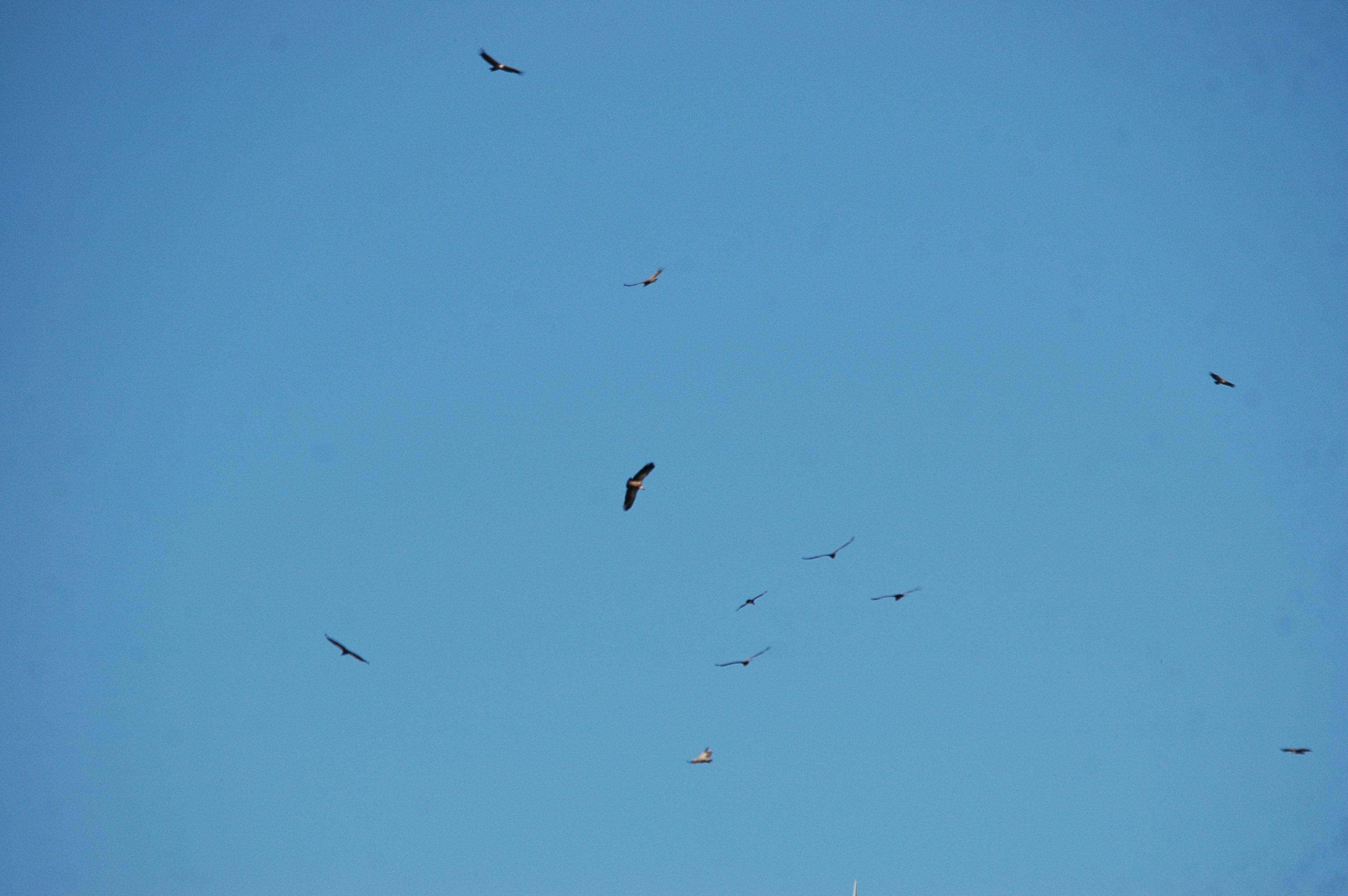 photos/wildlife/Bird_Species/032-Hawks-Eagles-Harriers-Falcons/0645-Eurasian_Griffon/20090921-Spain-31.jpg