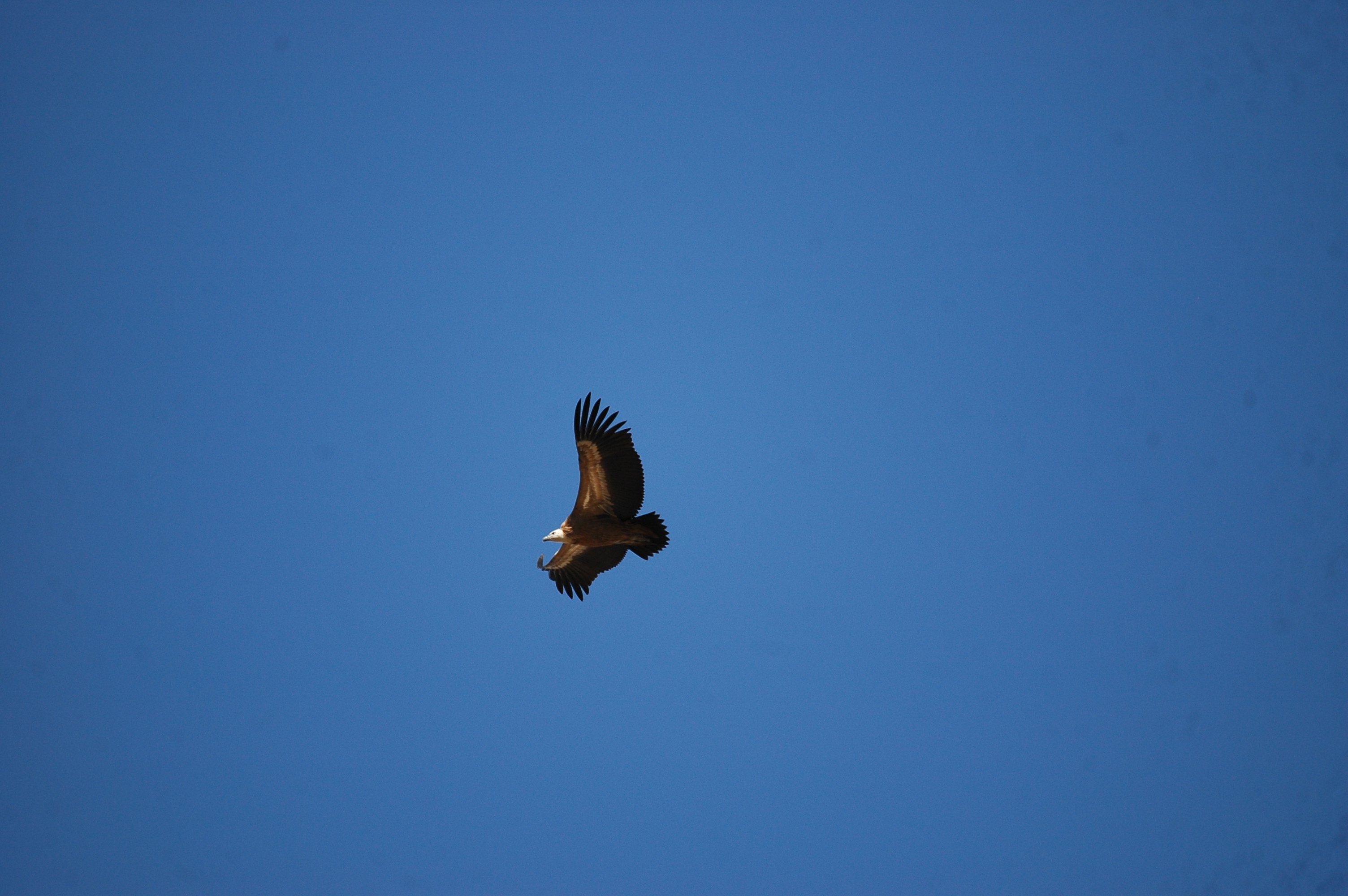 photos/wildlife/Bird_Species/032-Hawks-Eagles-Harriers-Falcons/0645-Eurasian_Griffon/20090921-Spain-32.jpg