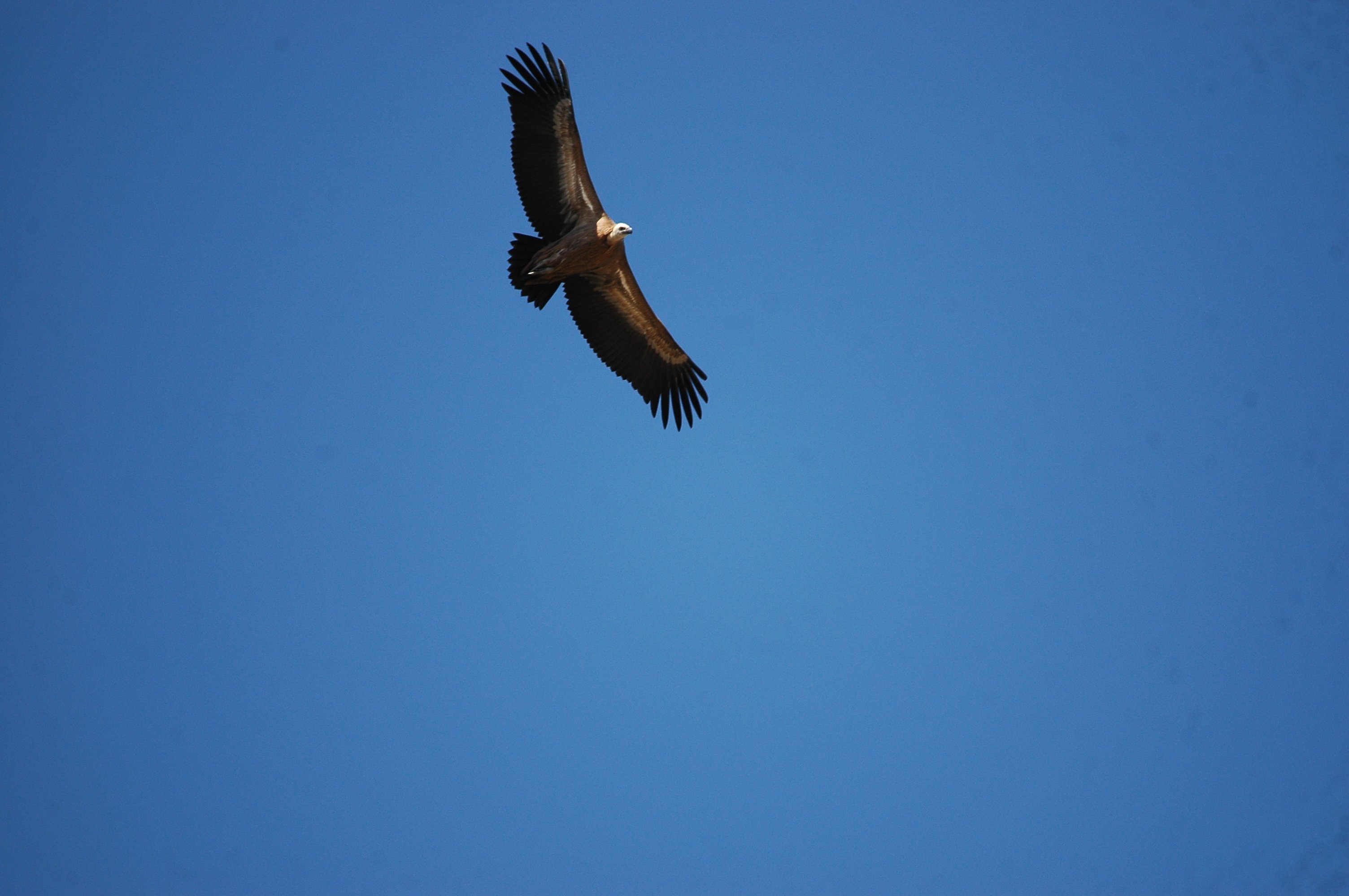 photos/wildlife/Bird_Species/032-Hawks-Eagles-Harriers-Falcons/0645-Eurasian_Griffon/20090921-Spain-33.jpg